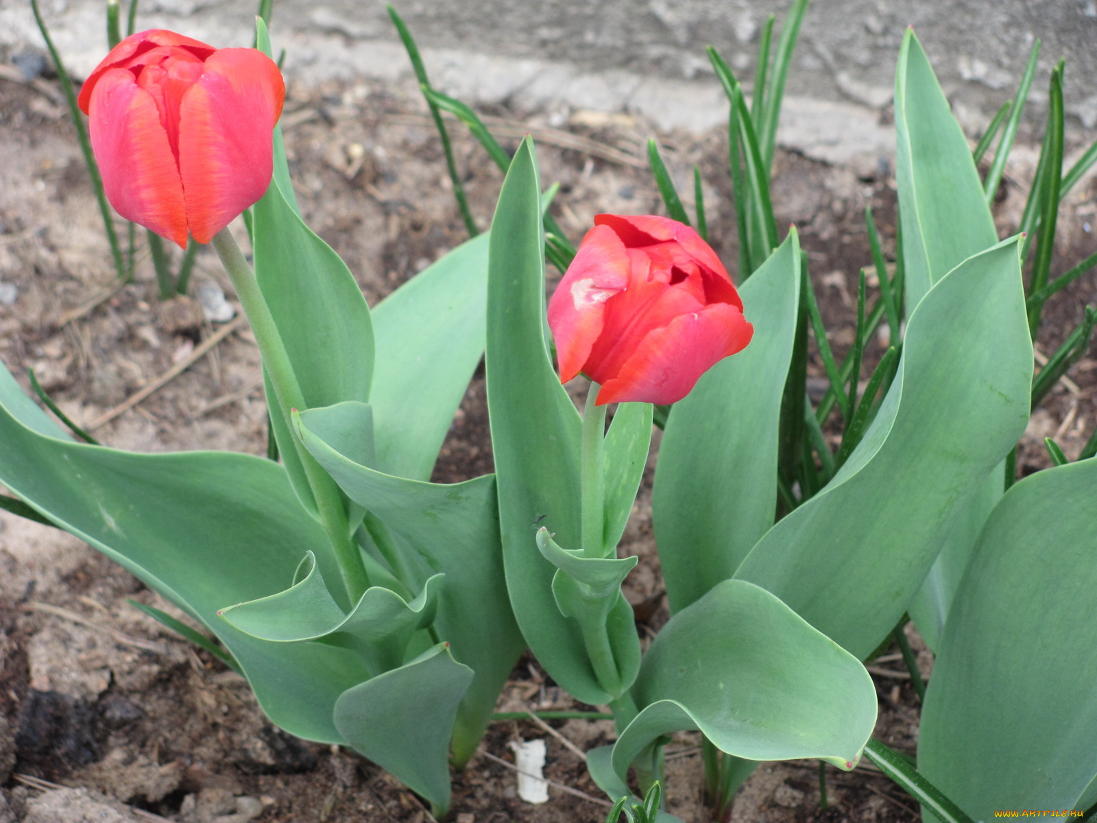 цветы, тюльпаны