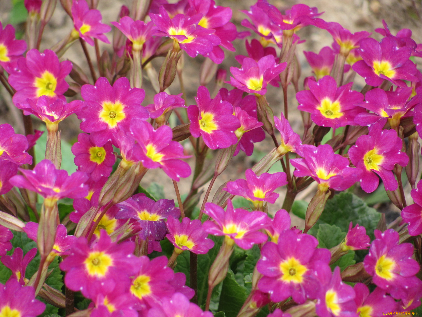 первоцвет, цветы, примулы, примула