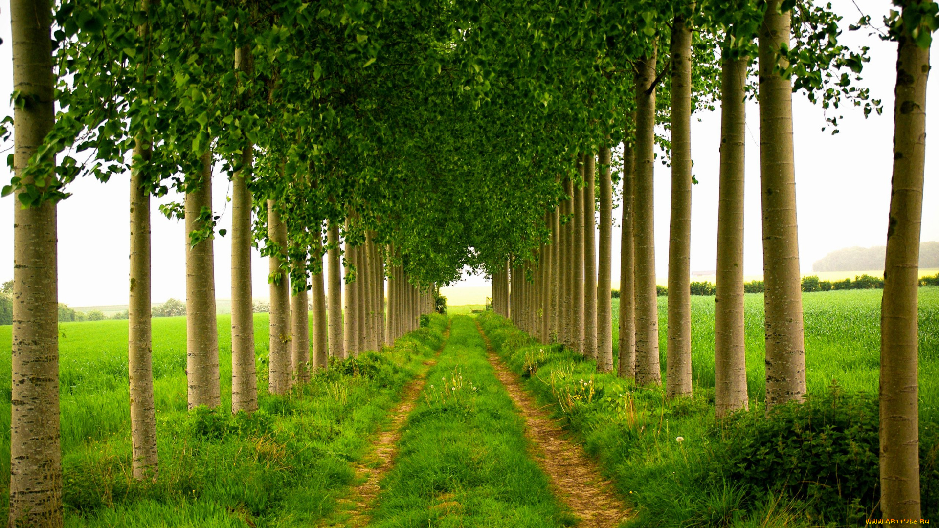 природа, дороги