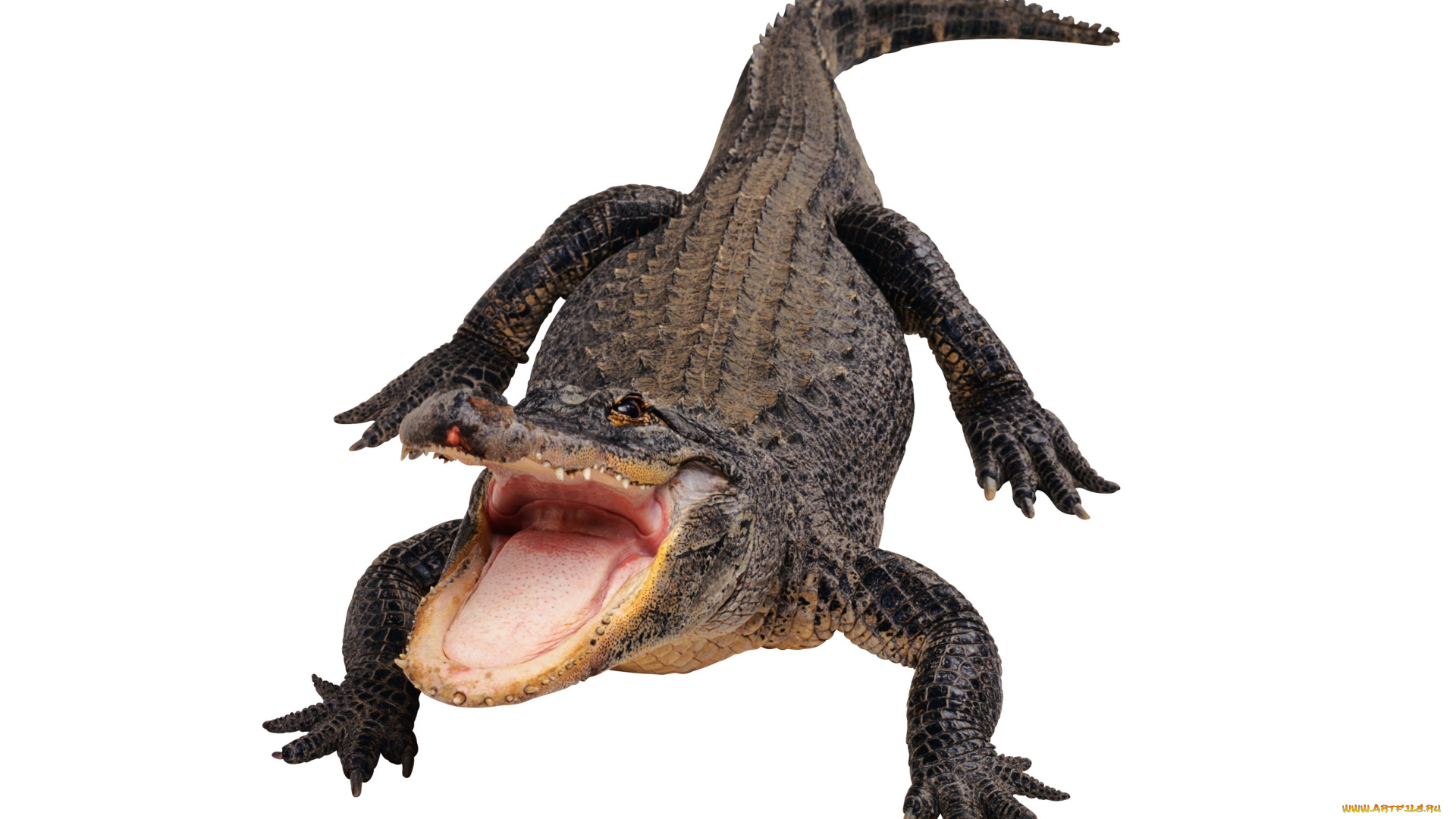 животные, крокодилы