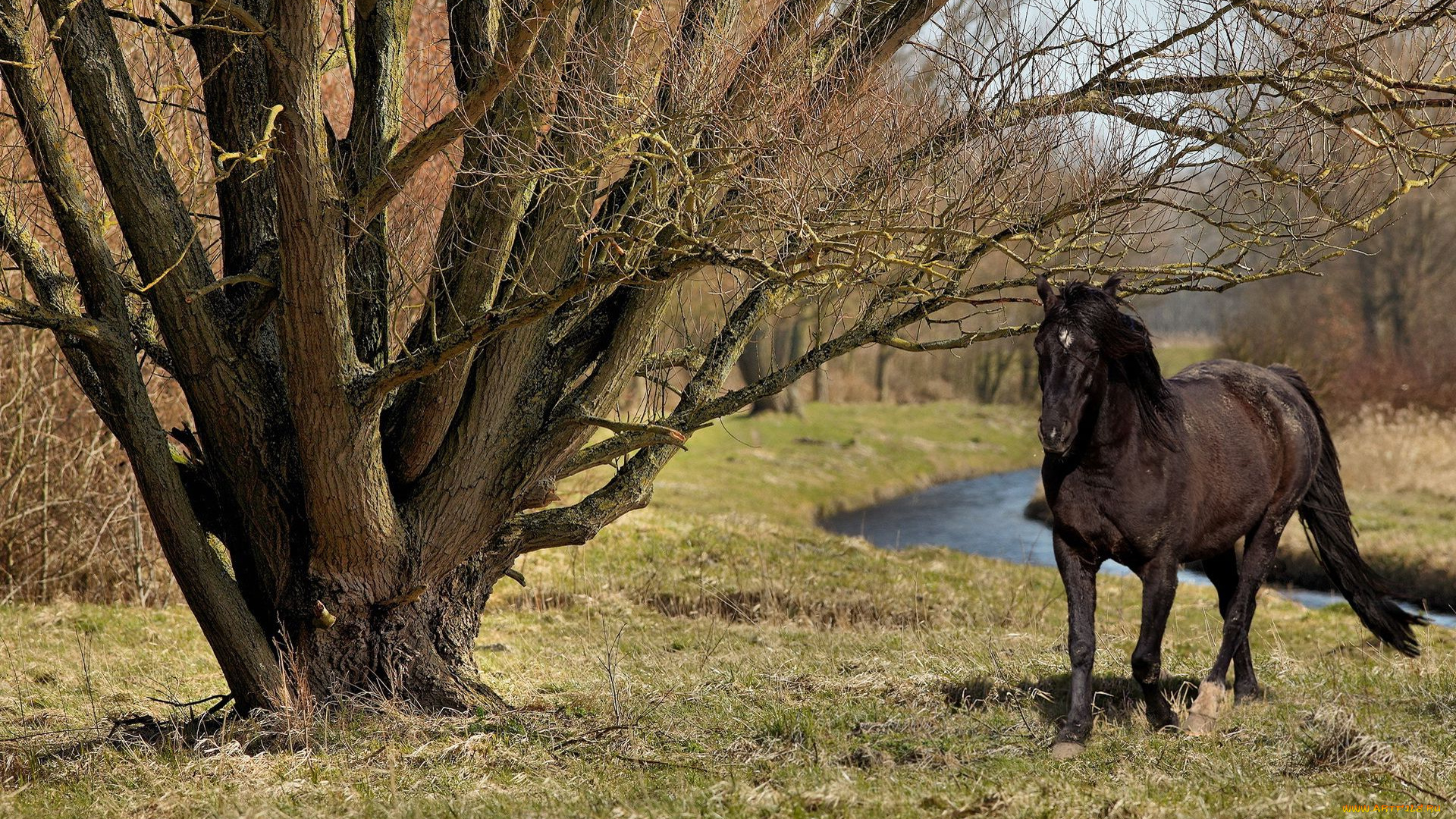 животные, лошади