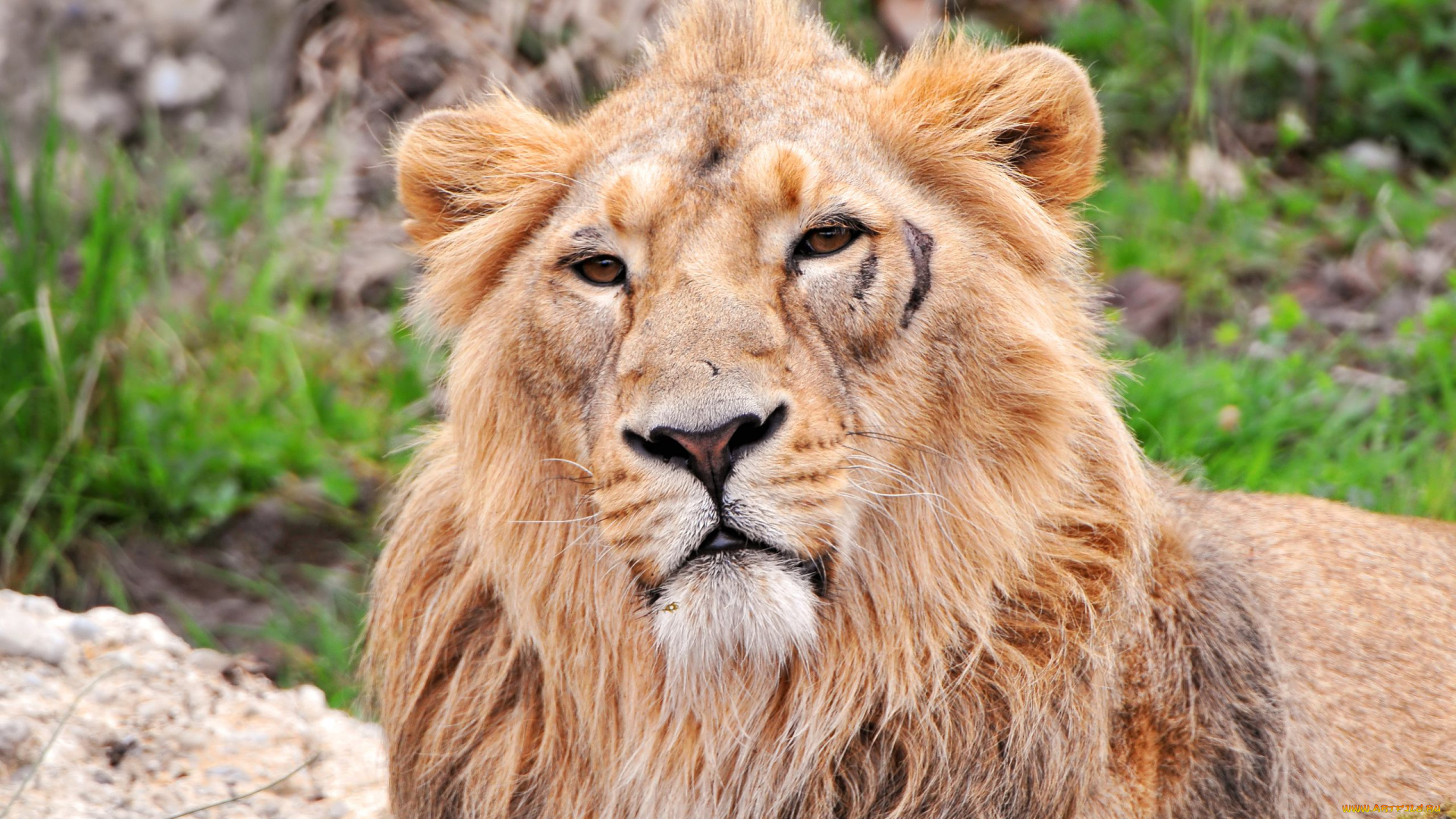 животные, львы