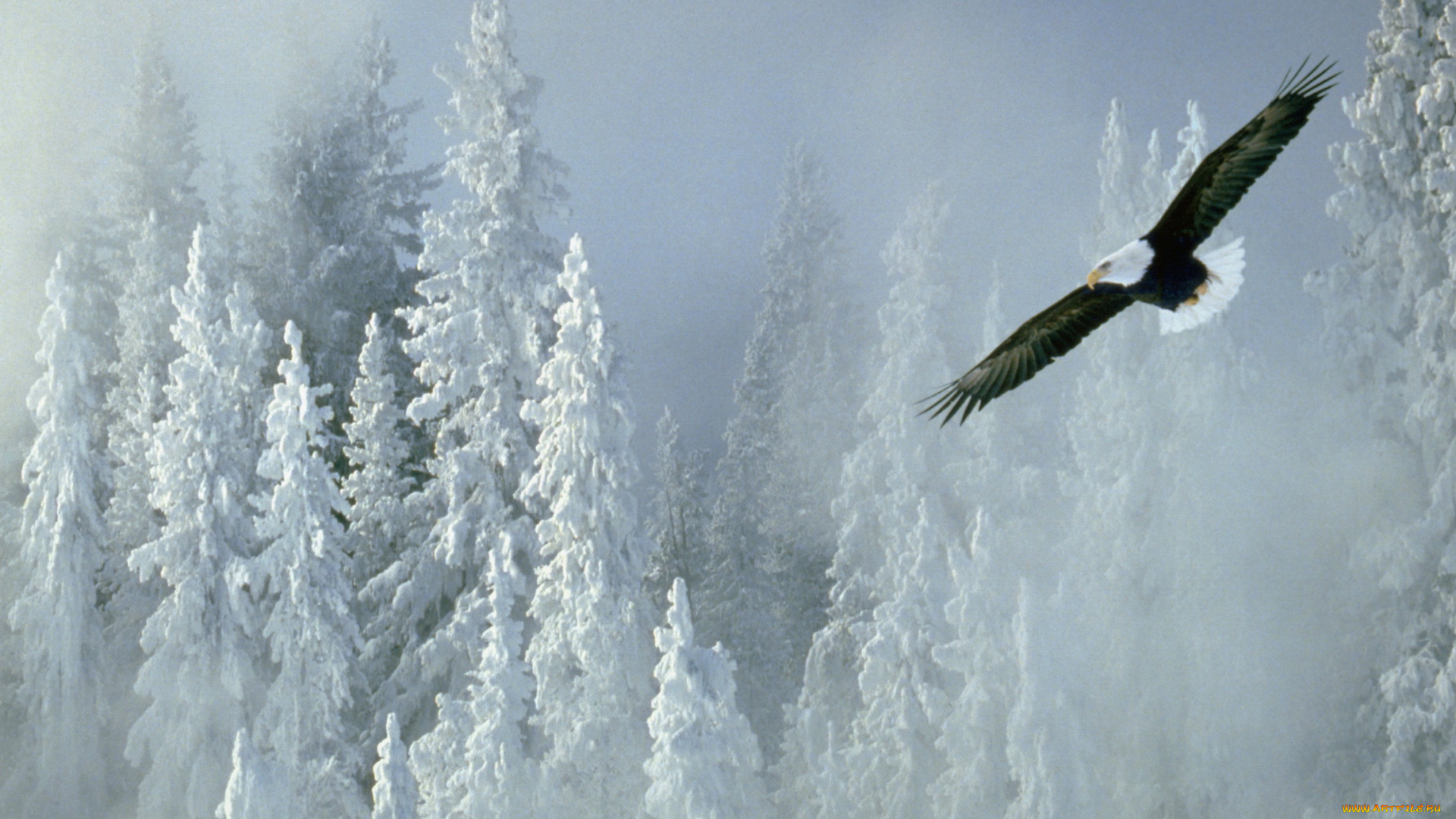 животные, птицы, хищники