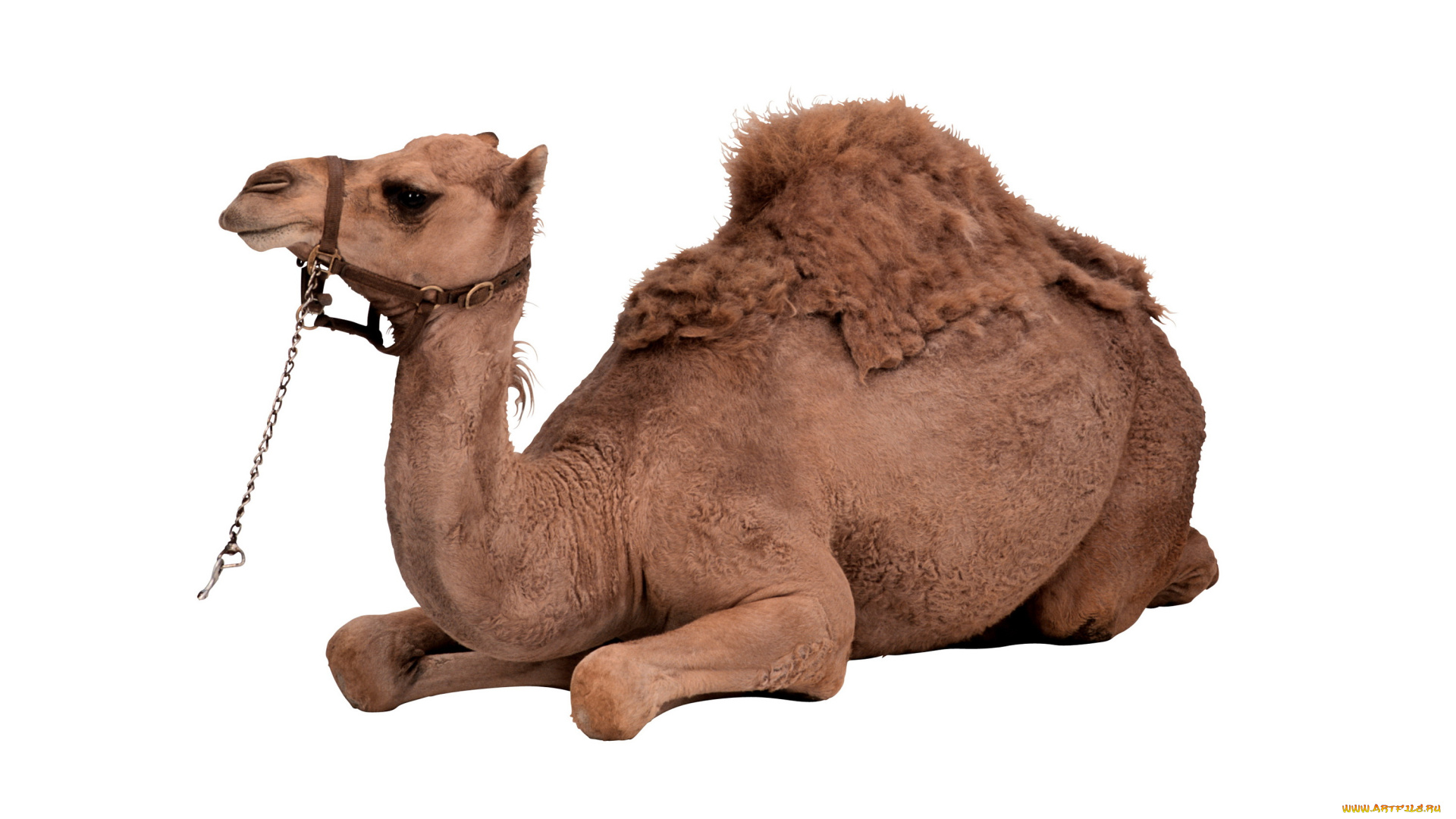 животные, верблюды