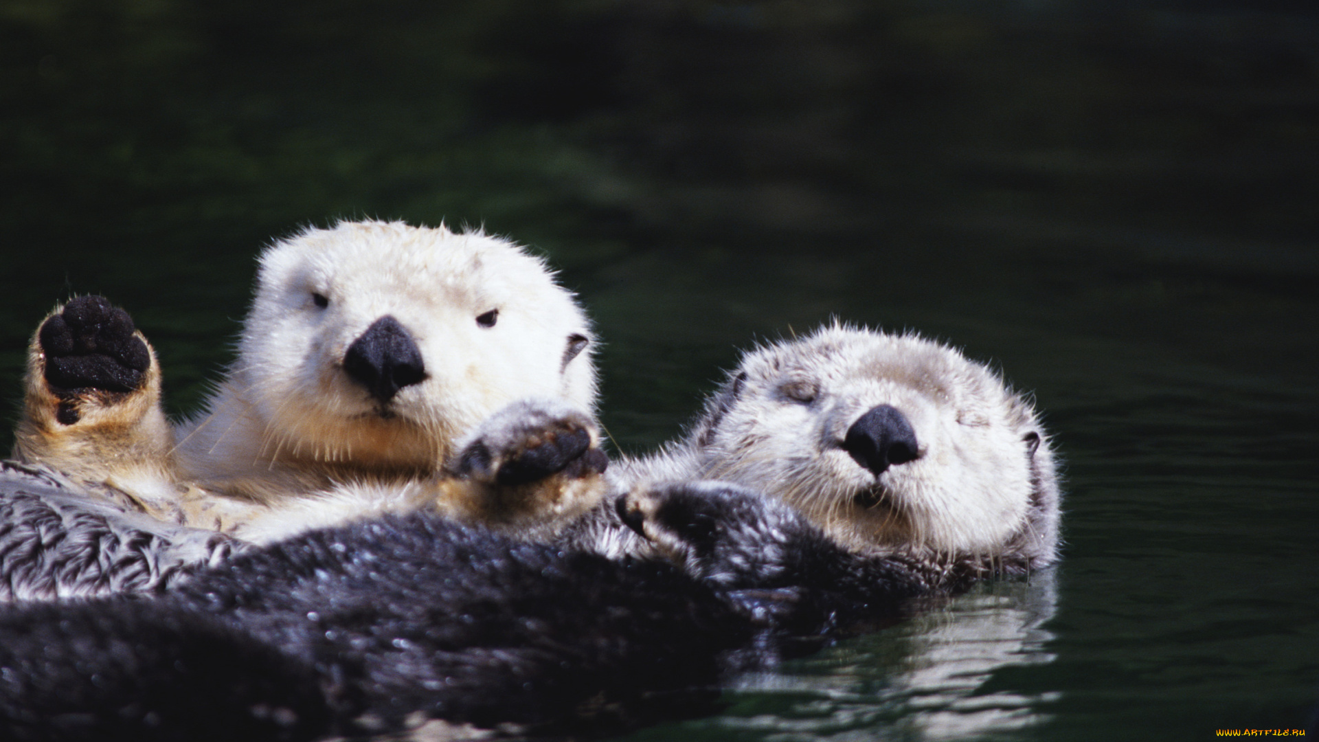 животные, выдры, каланы, ондатры