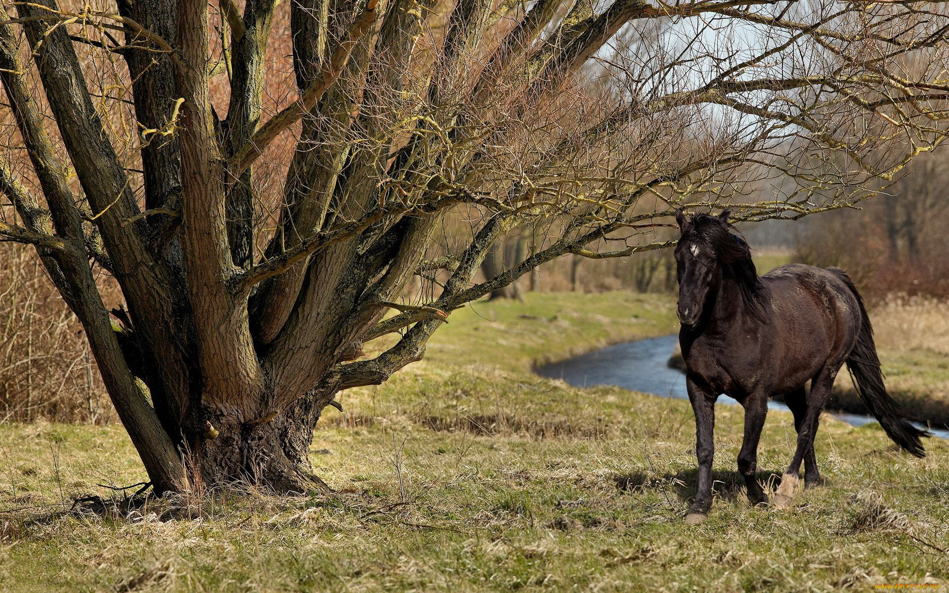 животные, лошади
