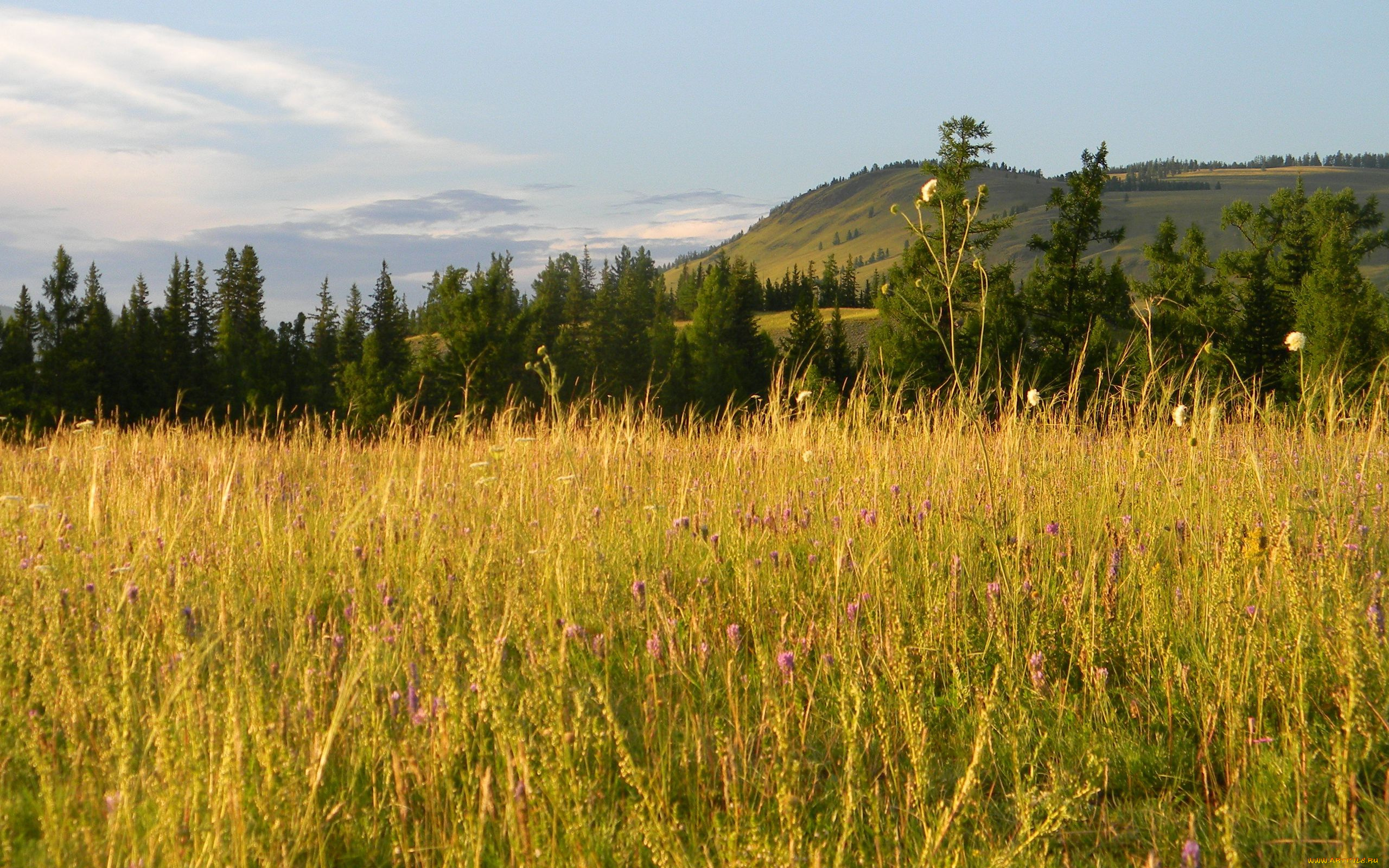 природа, луга