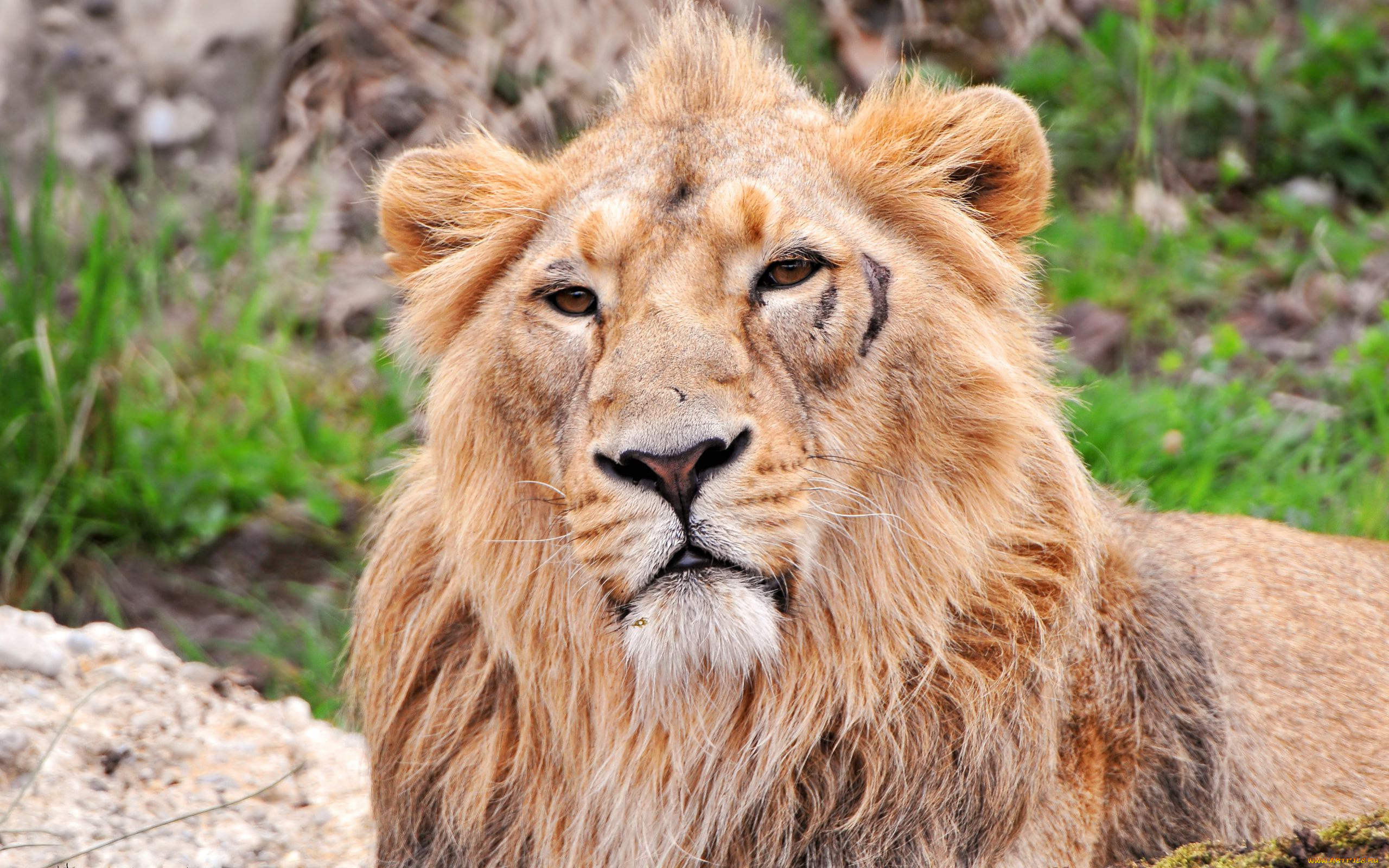 животные, львы