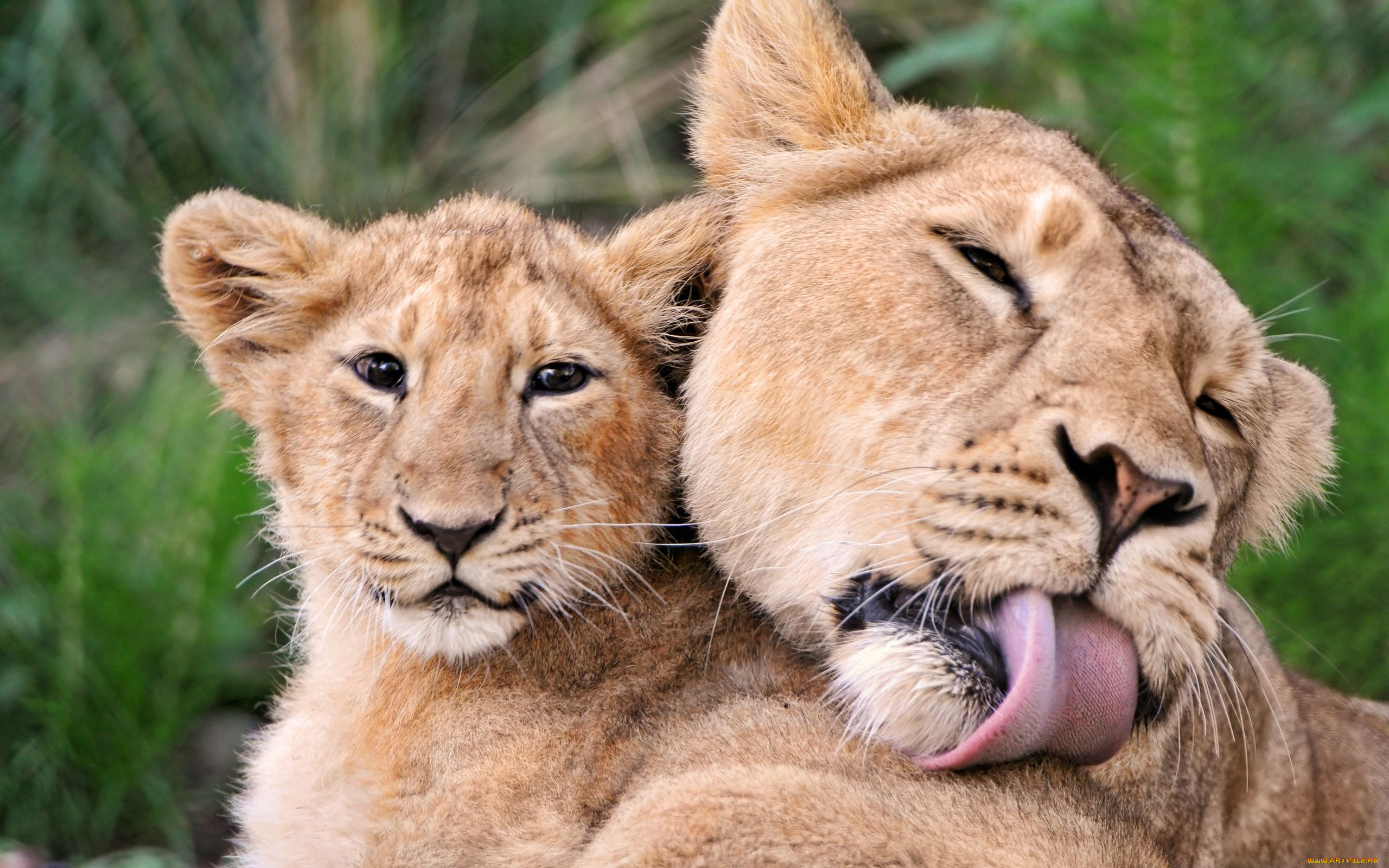 животные, львы