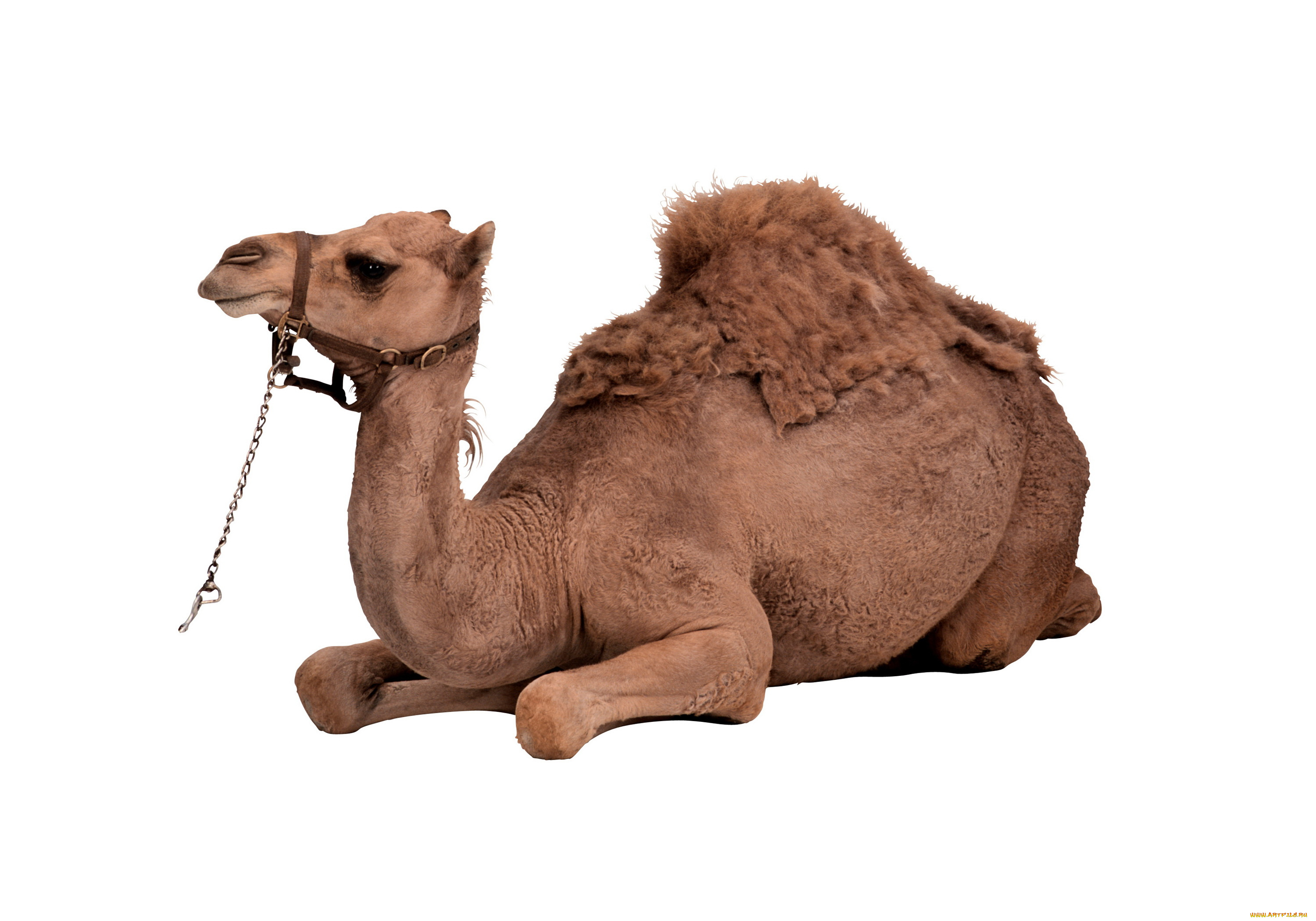 животные, верблюды