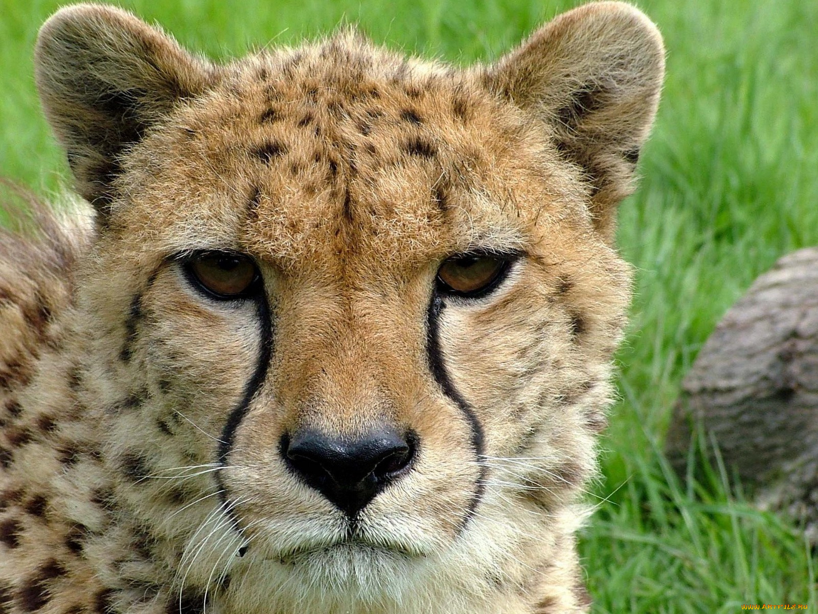 животные, гепарды, красный, текстура, морда