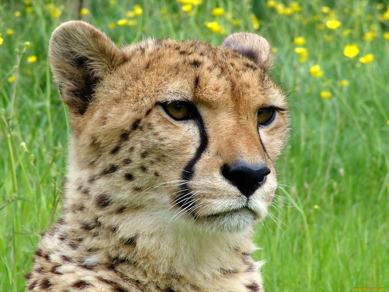 животные, гепарды, спорт, баскетбол, nba, морда