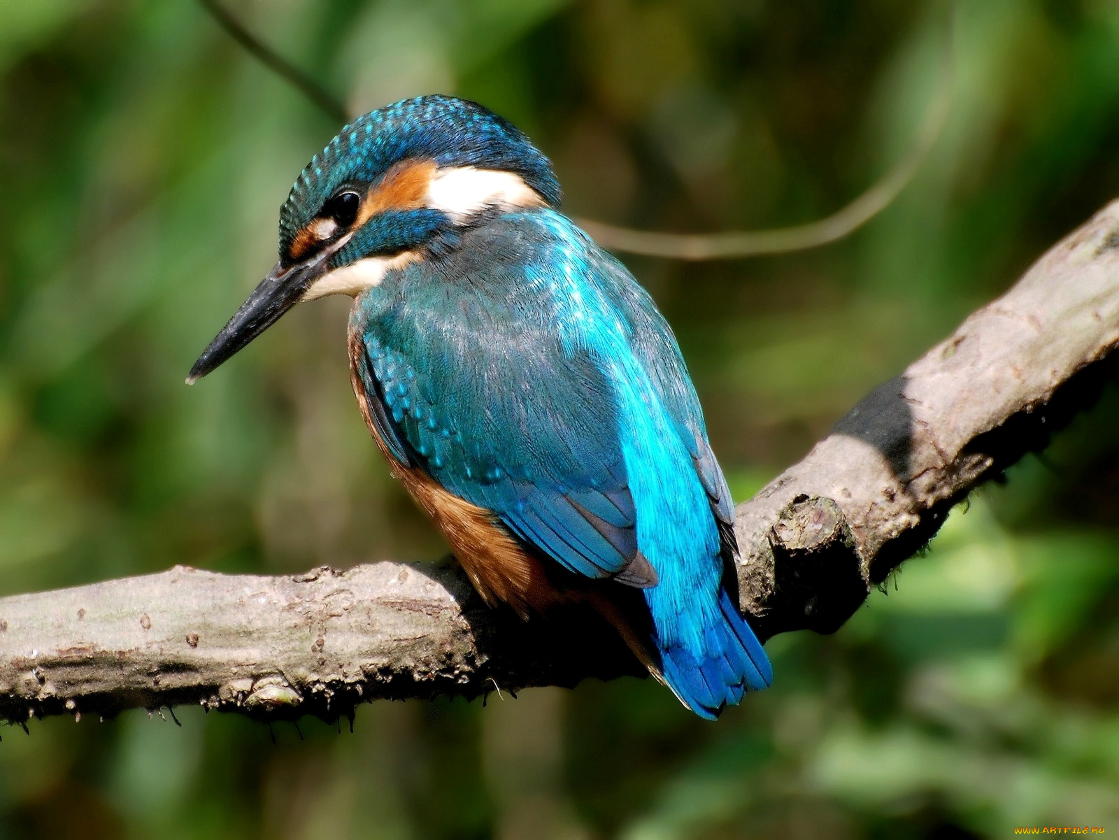 животные, зимородки, стальная, рука, арена, канат, клюв, синий