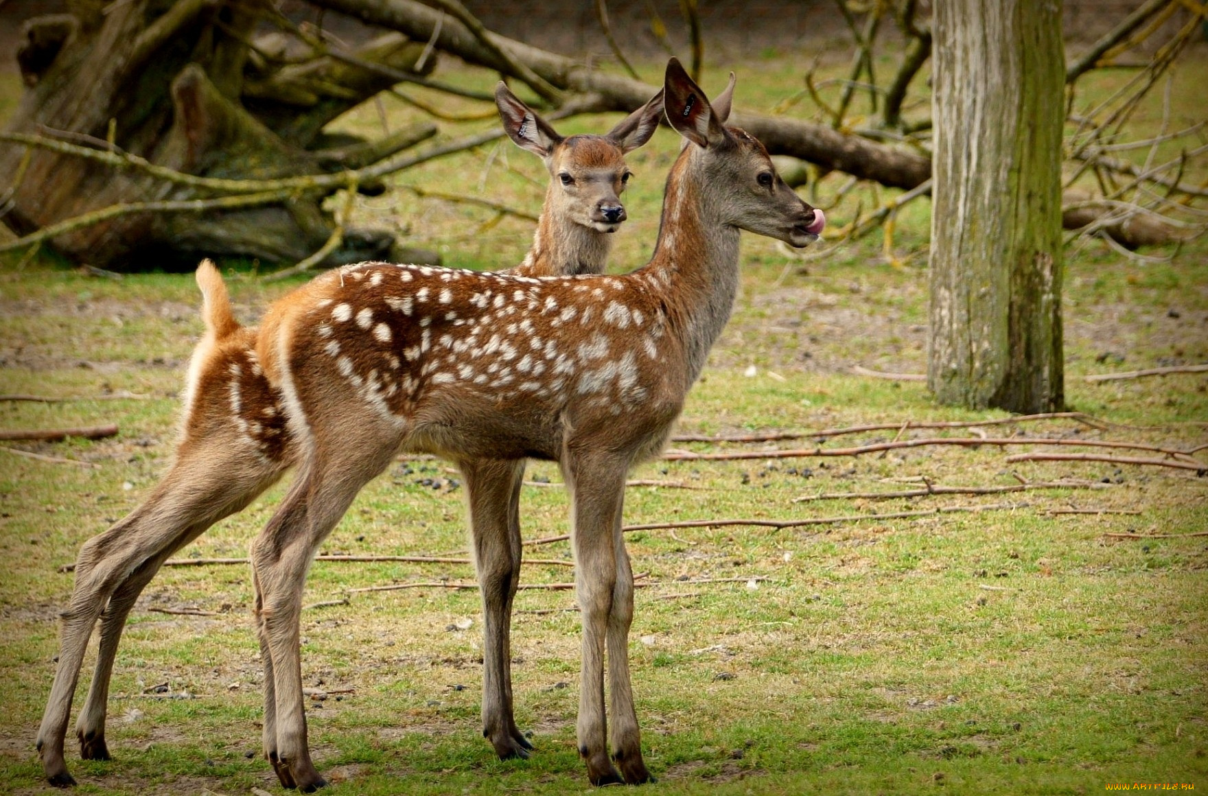 животные, олени, фрактал, пятнистый, оленята
