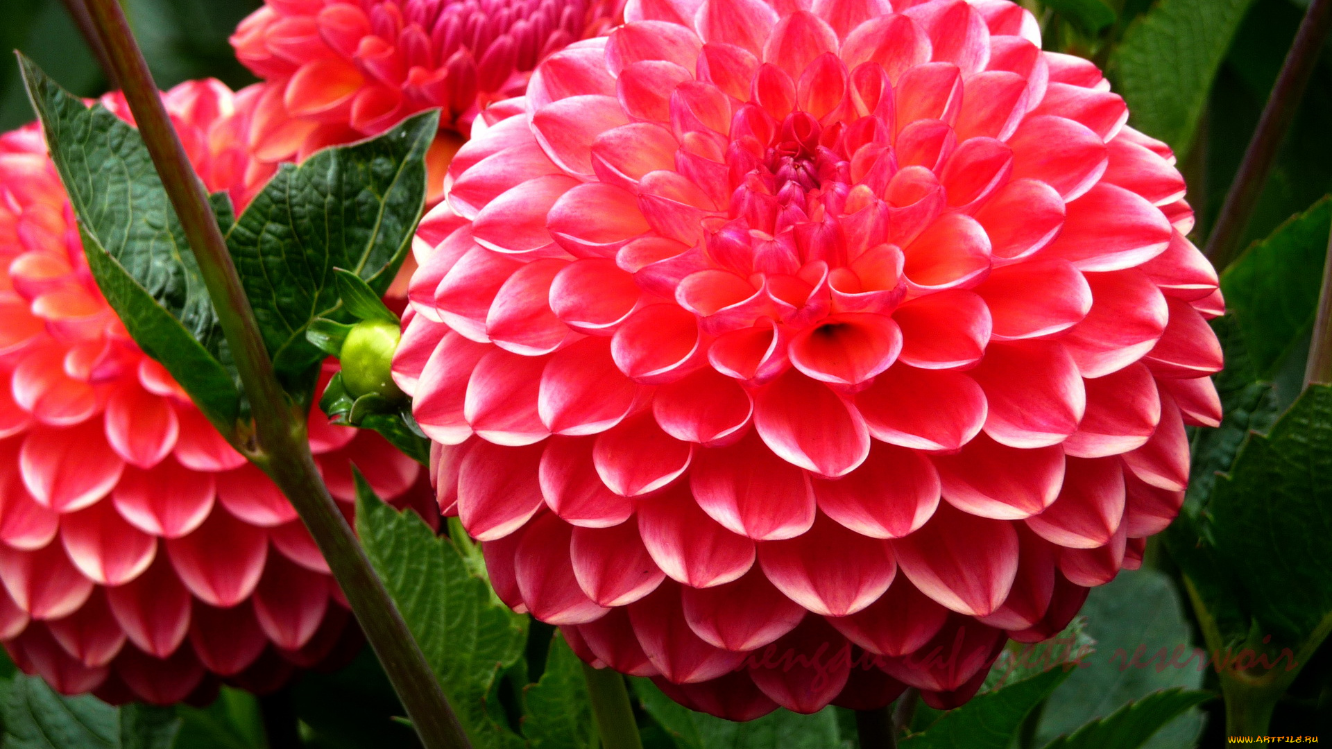 цветы, георгины, взгляд