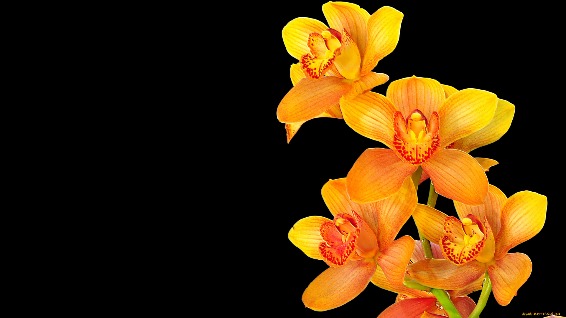 цветы, орхидеи, взгляд, шторы, ветка, оранжевый