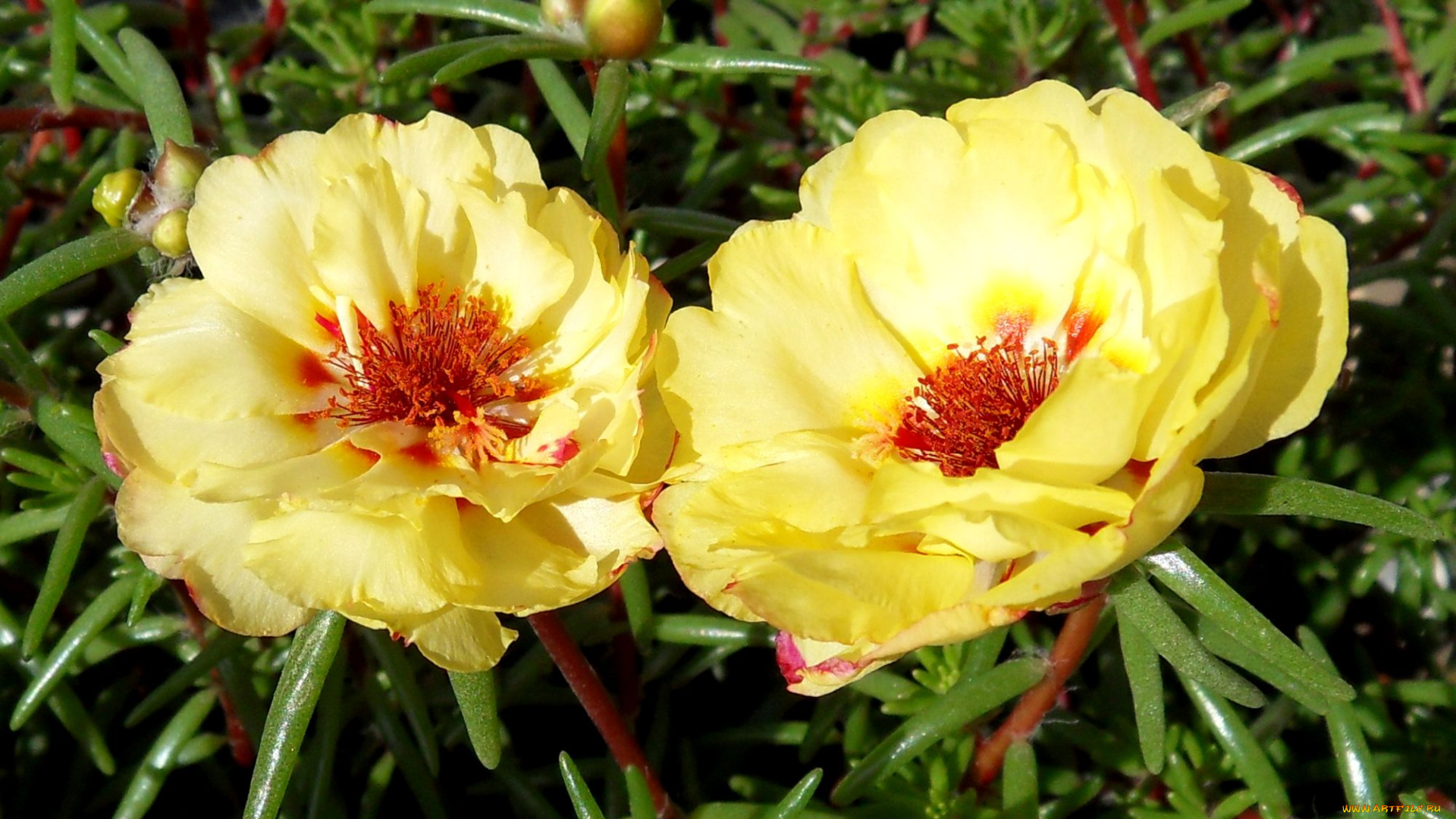 цветы, портулак, взгляд, желтый