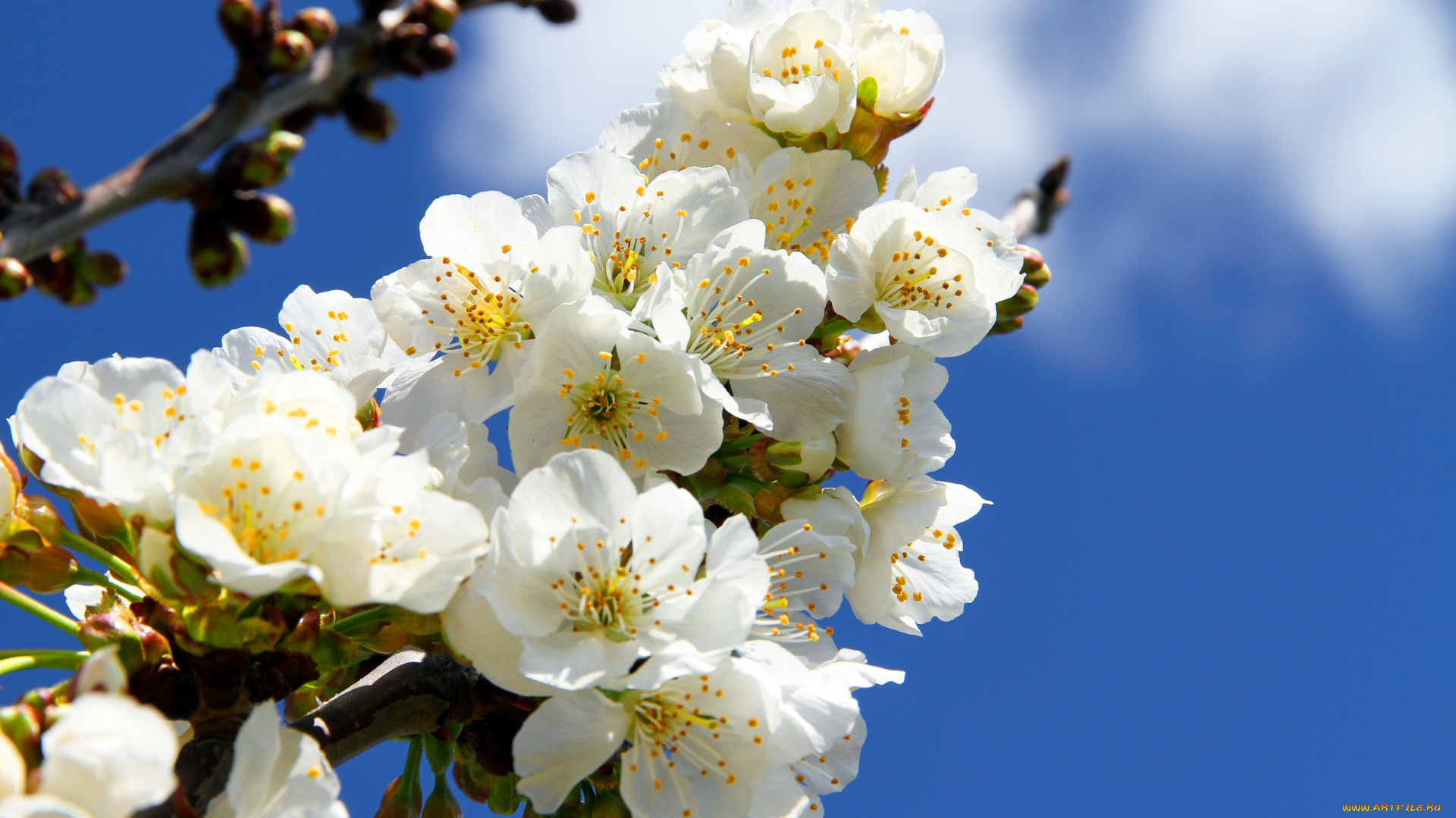 цветы, сакура, вишня, розовое, платье, девушка, небо, ветка