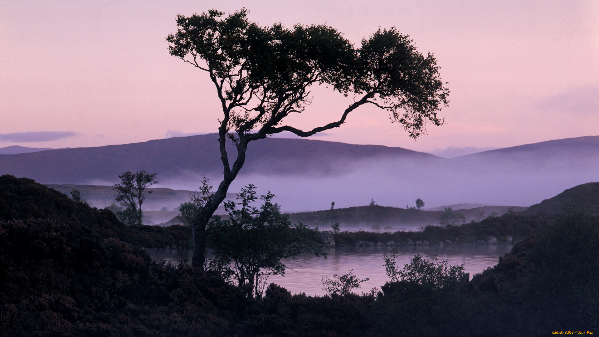 природа, деревья, дерево, небо, закат
