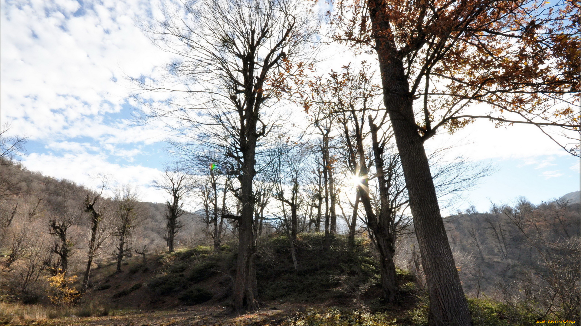 природа, деревья, лес