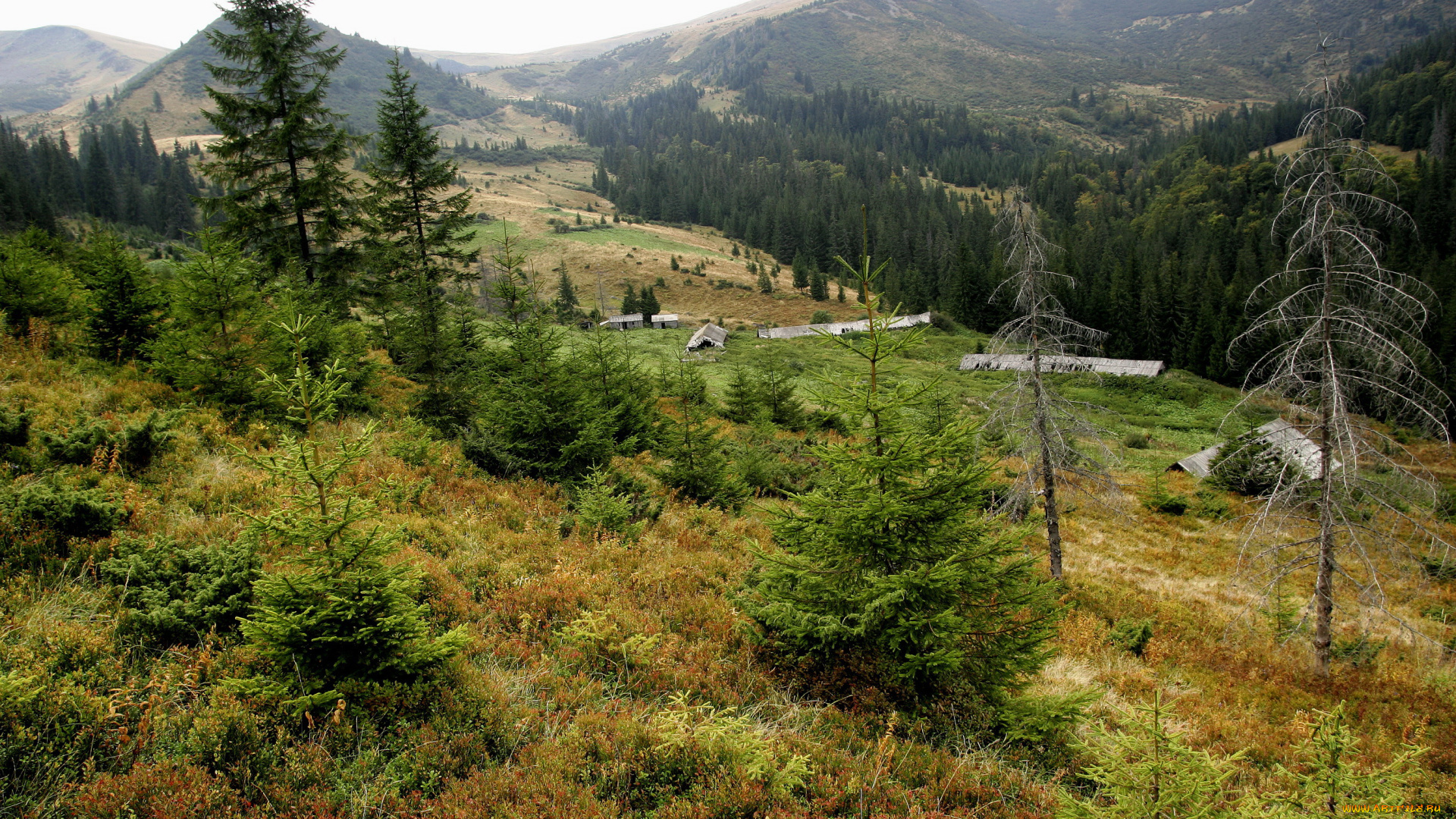 природа, горы, украина, закарпатье, г, догяска