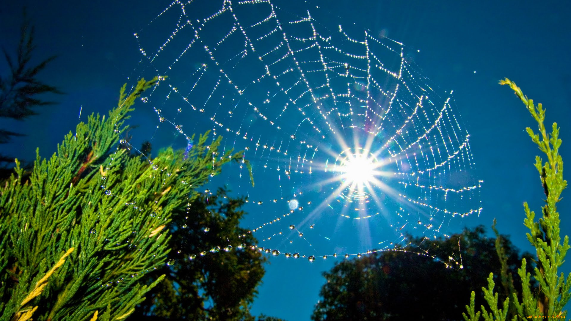 природа, макро, паутина