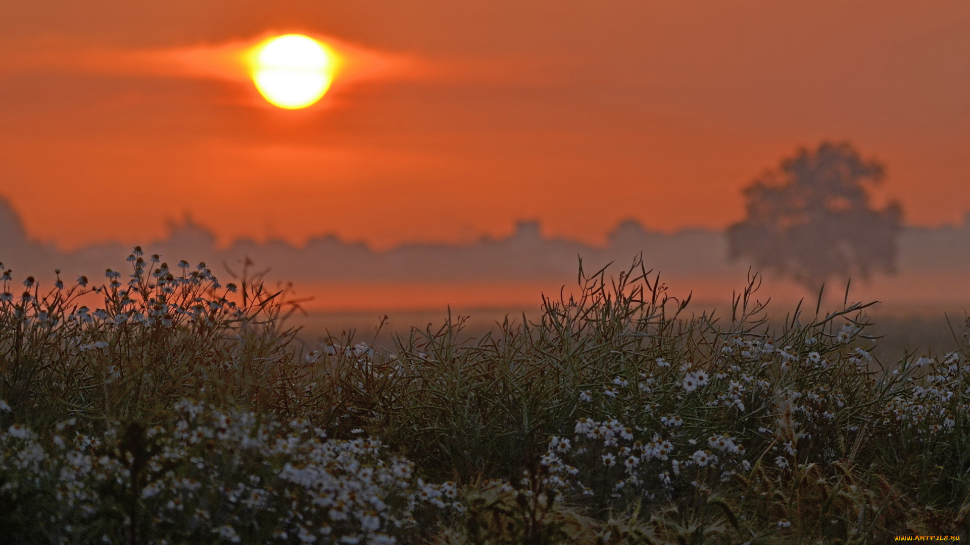 природа, восходы, закаты, поле, пейзаж, красота, закат