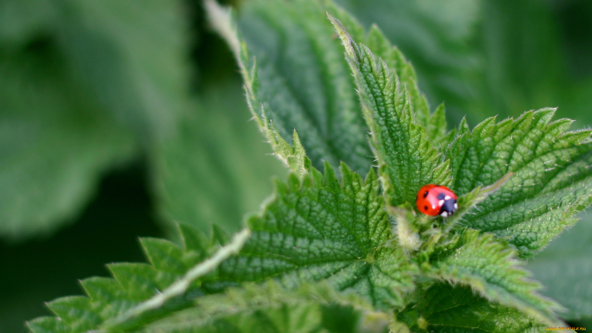 животные, божьи, коровки, тёмный, линии, текстура, насекомое, макро, листья