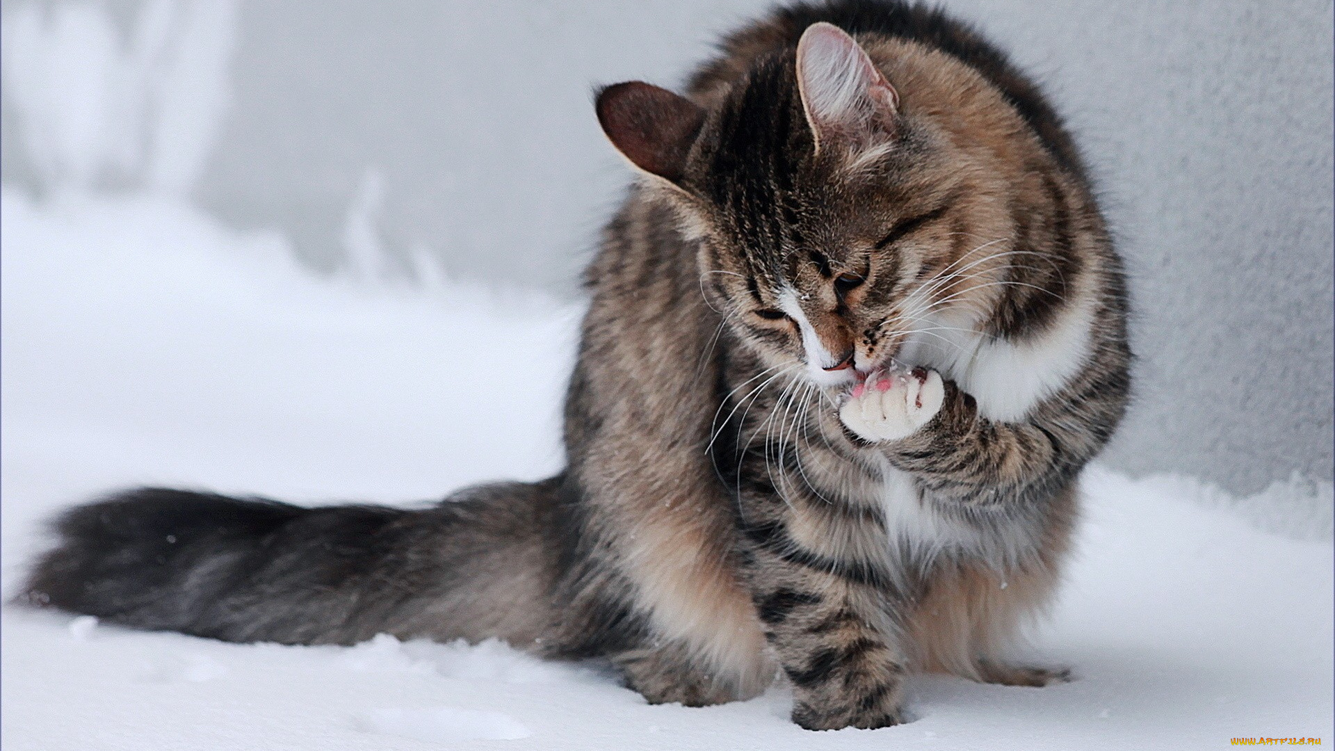 животные, коты, девушка, автомобиль, пульт, кошка, снег