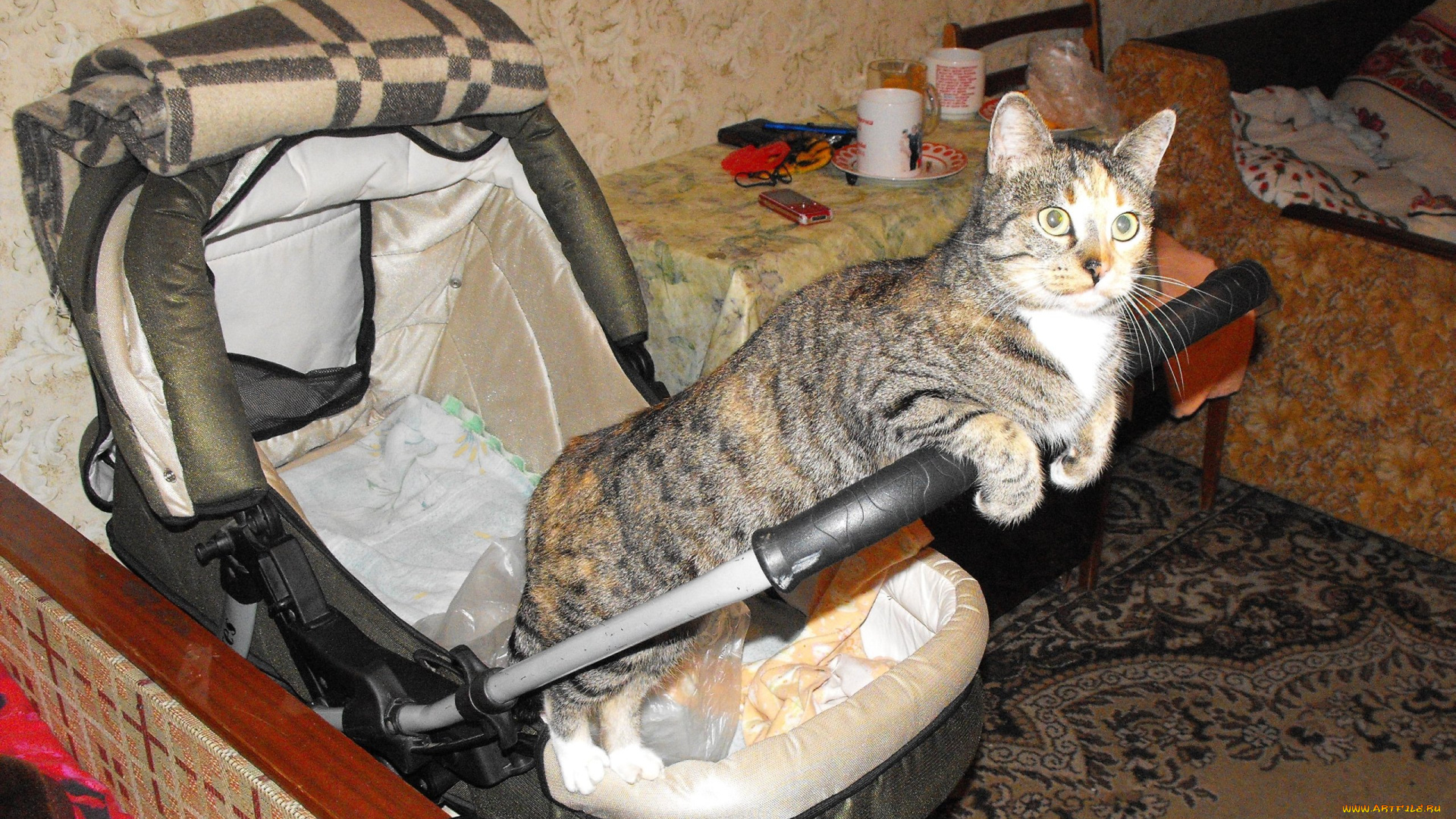 животные, коты, кошки