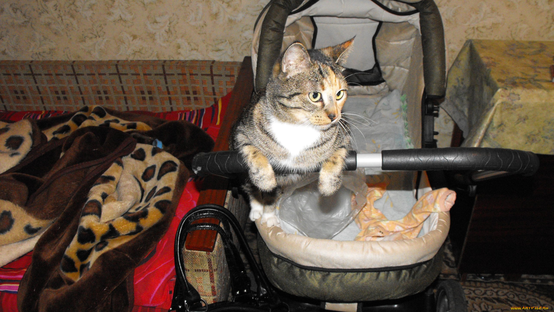 животные, коты, кошки