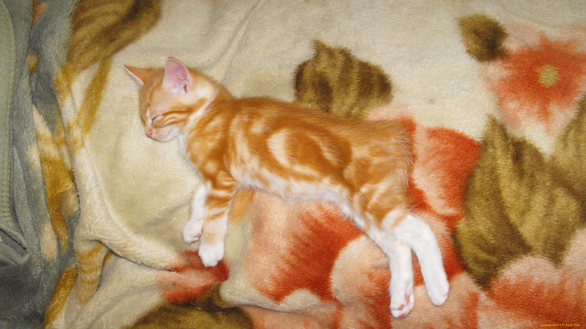 животные, коты, кошки