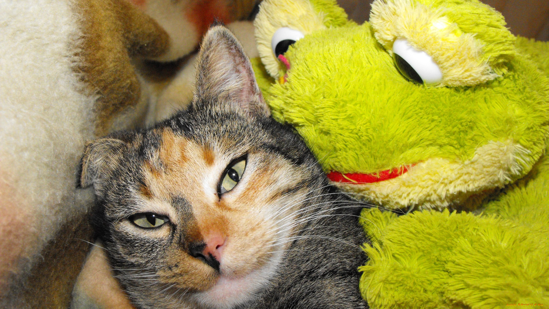 животные, коты, кошки