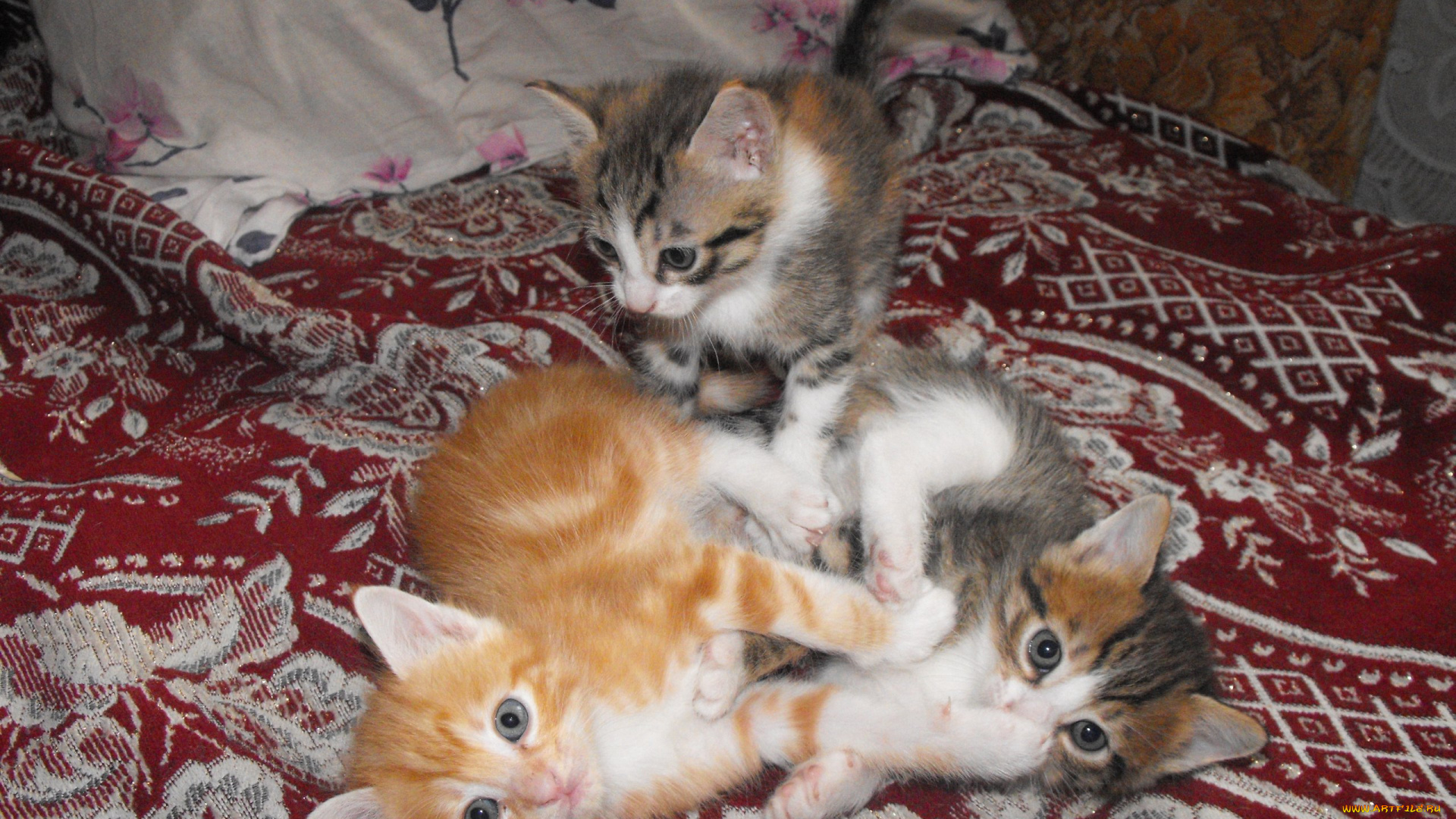 животные, коты, кошки