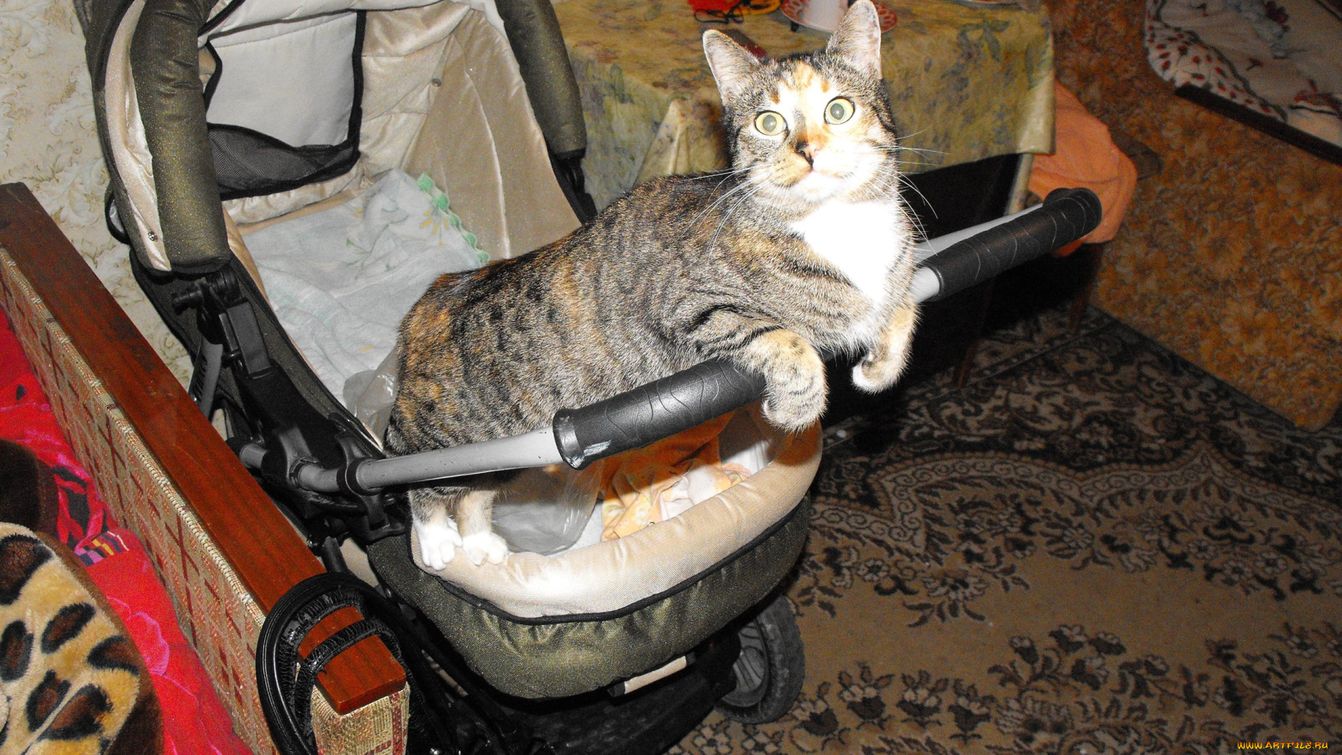 животные, коты, кошки