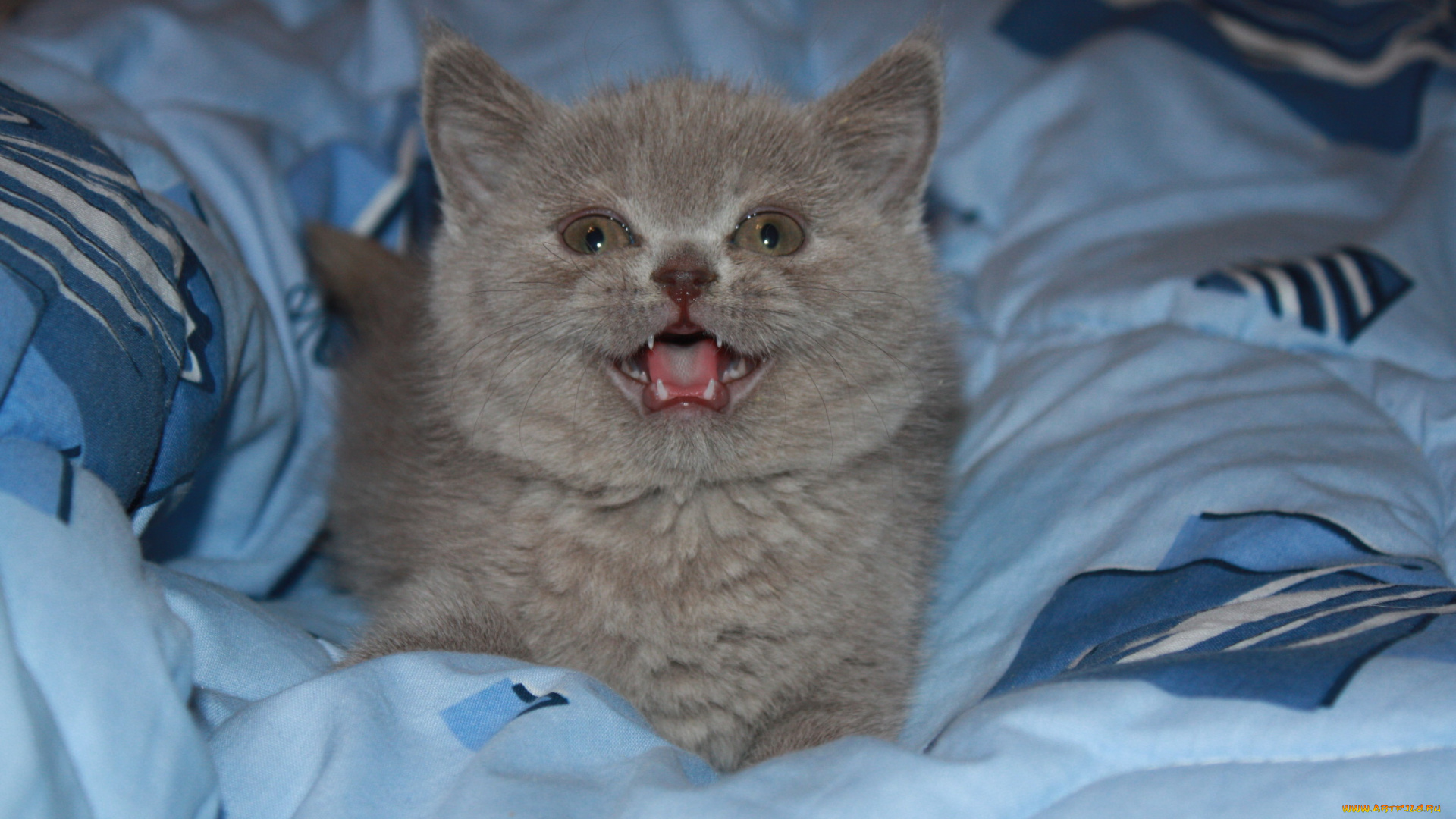 животные, коты, nba, баскетбол, спорт, бросок, британец, котёнок