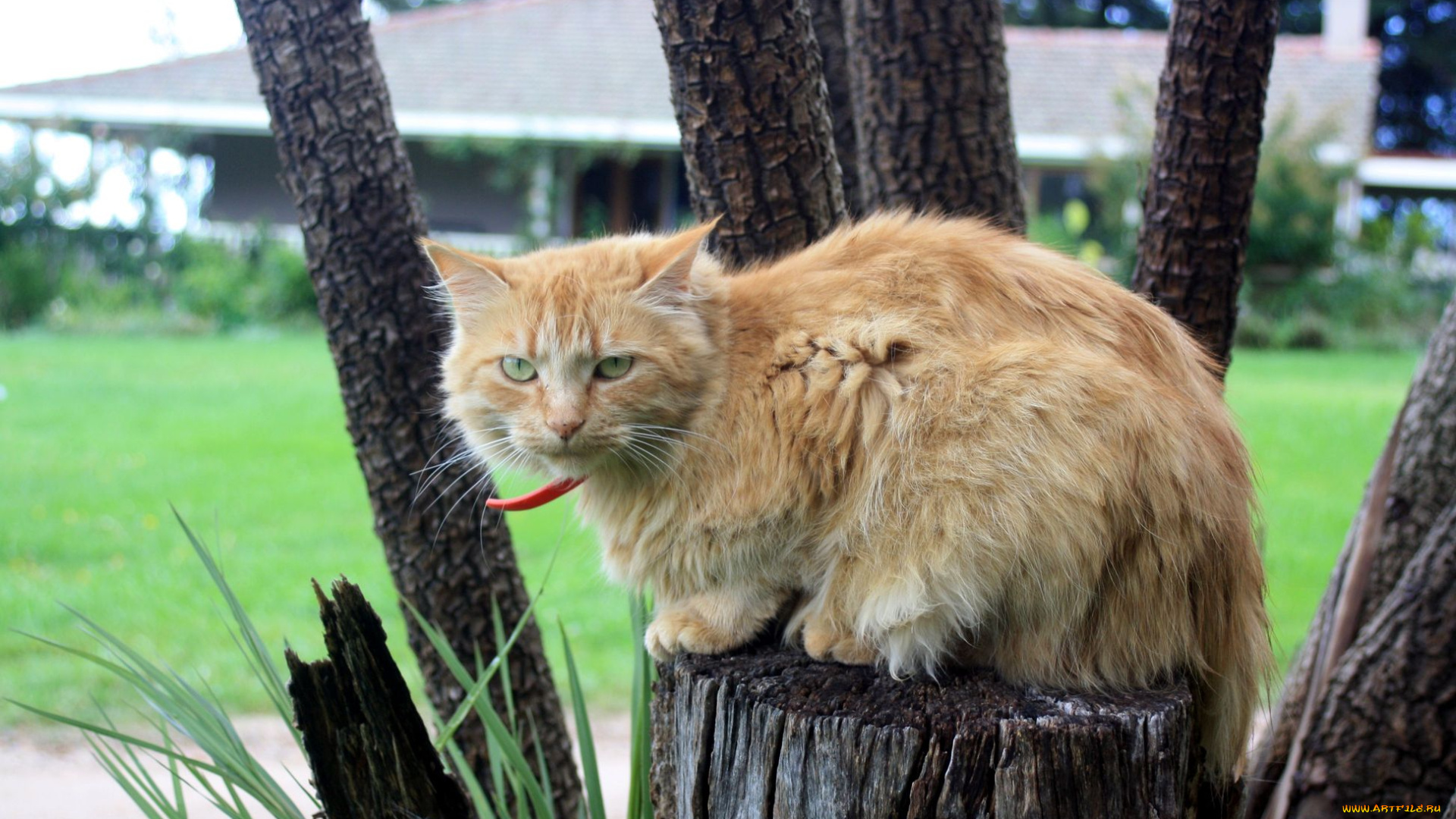животные, коты, тёмный, абстракеция, рыжий