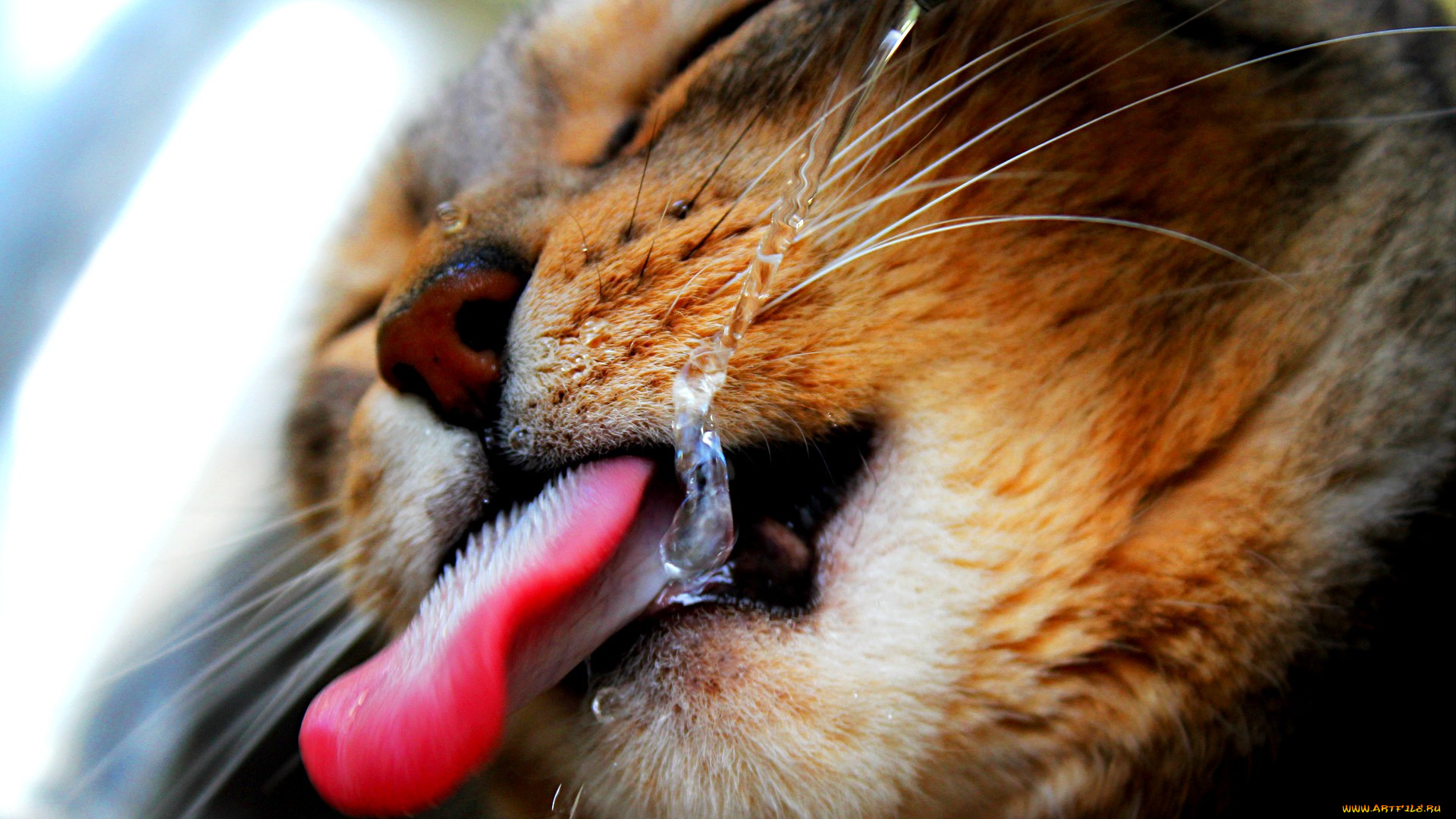 животные, коты, тёмный, голубой, язык, вода