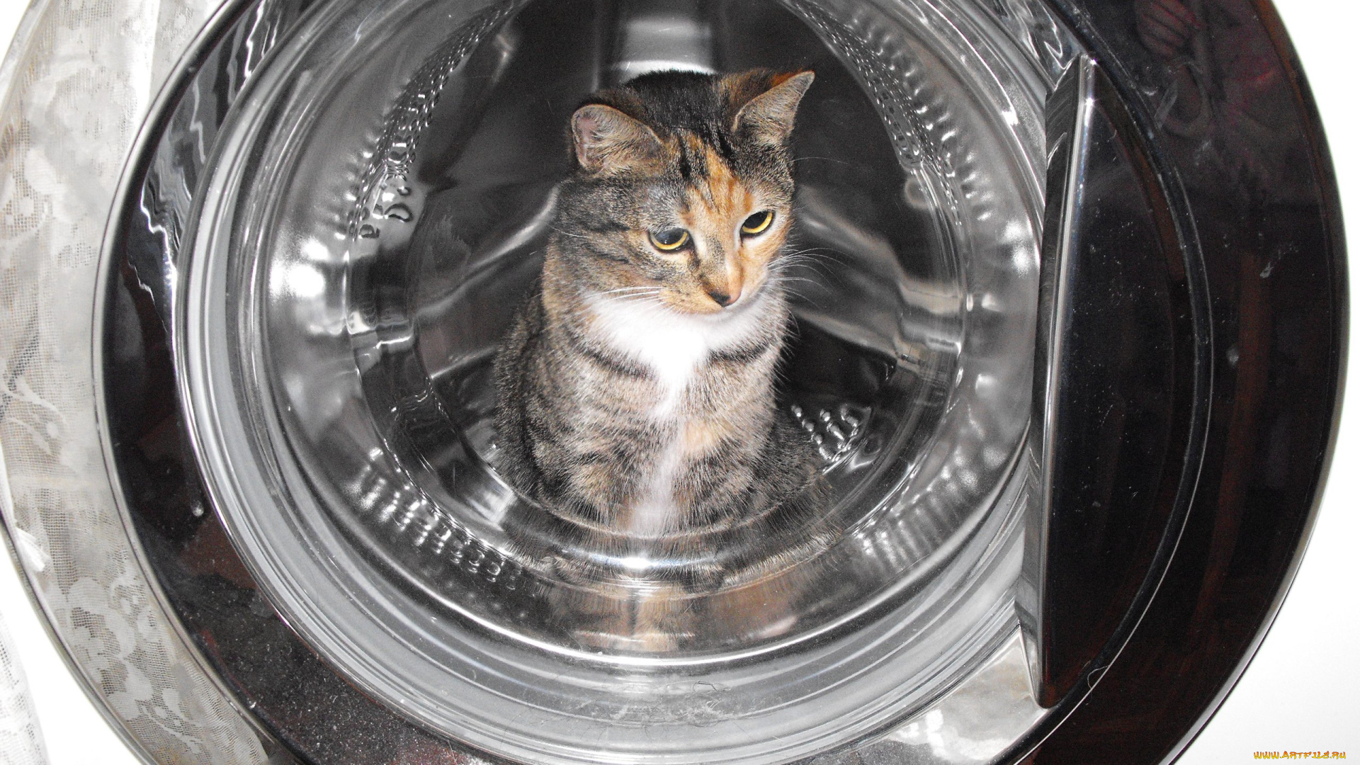 животные, коты, васька