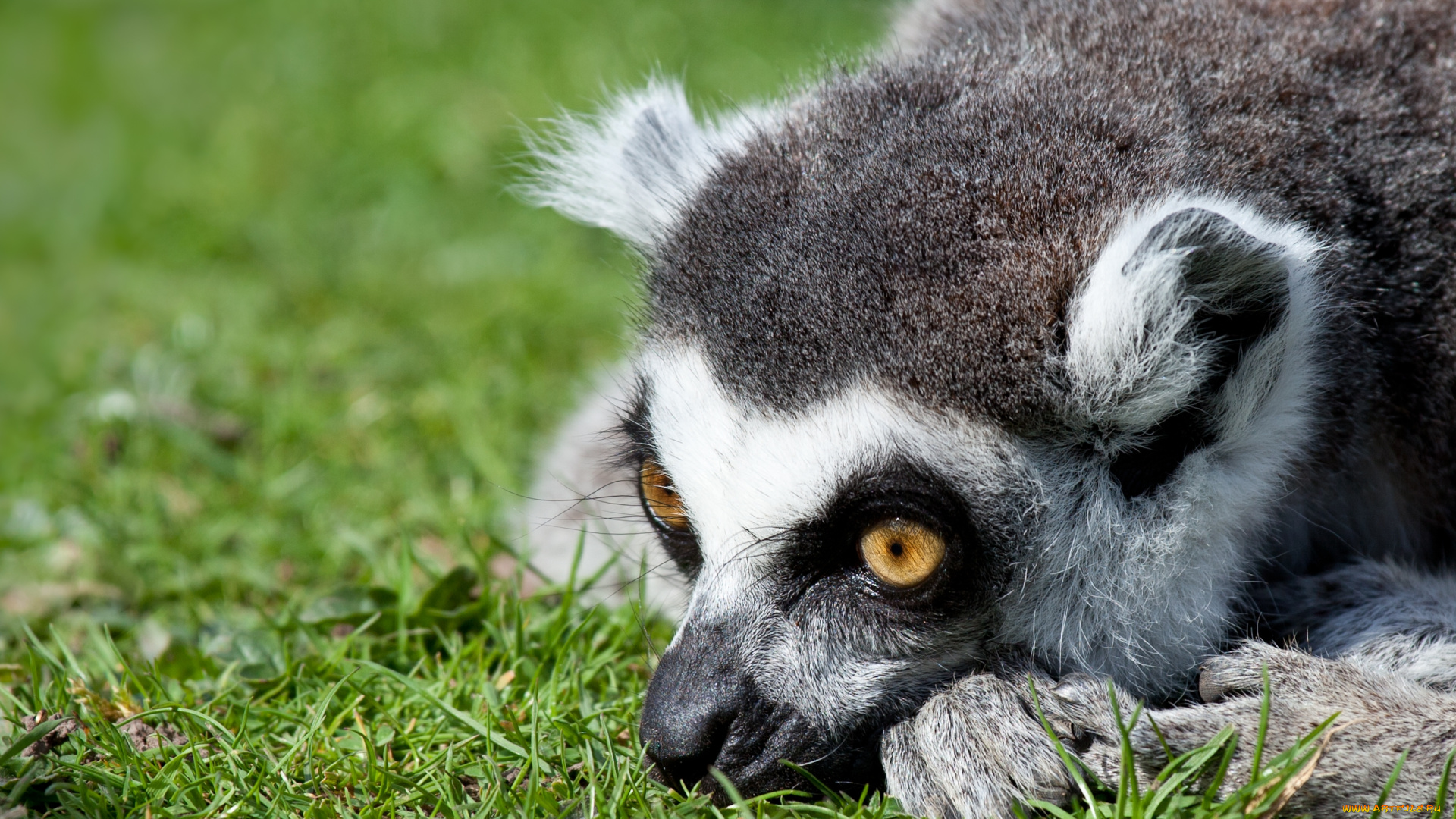 животные, лемуры, nba, баскетбол, спорт, эпизод, броска, взгляд, глаза, трава, дерево, земля