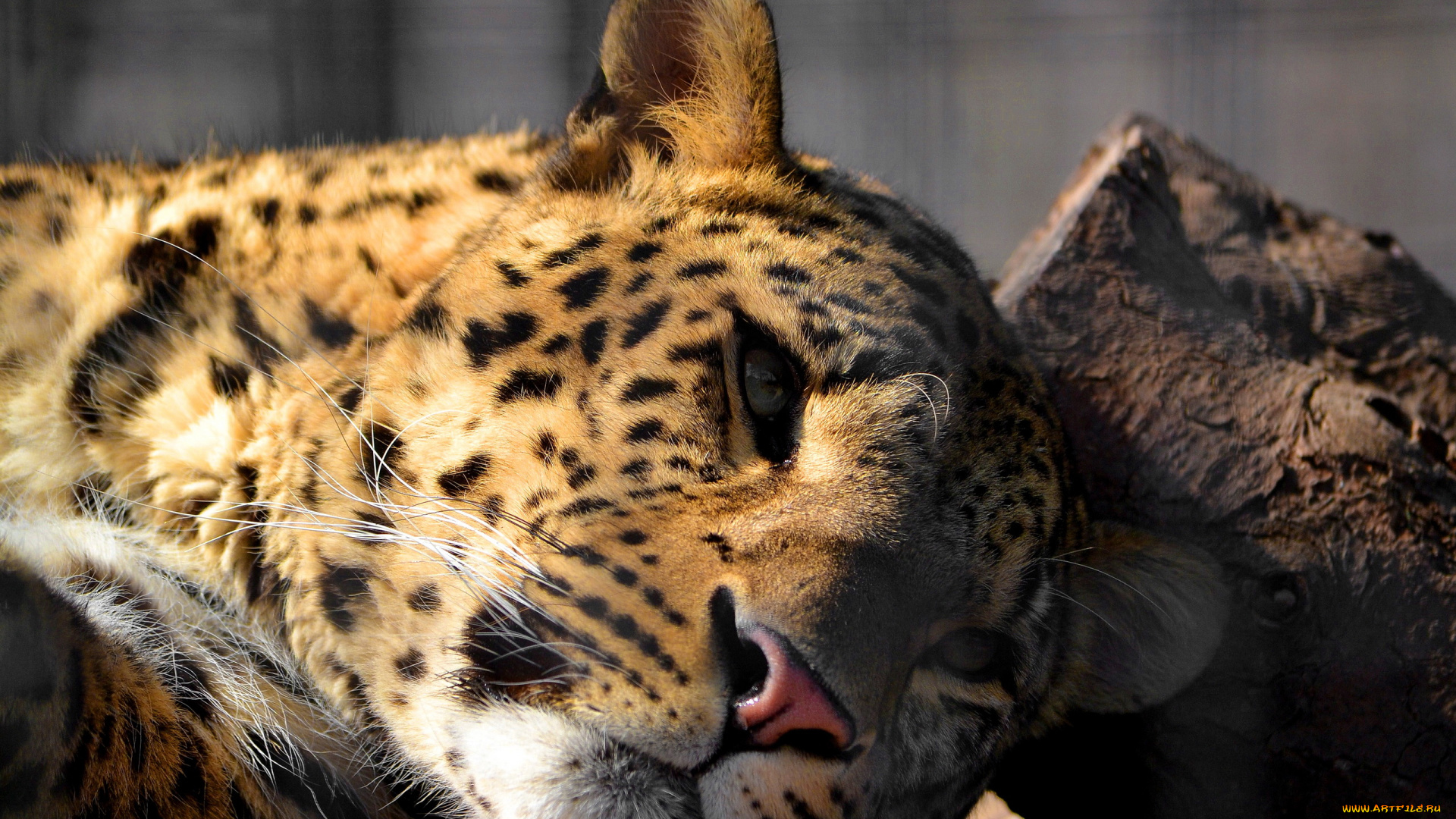 животные, леопарды, цвета, абстракеция, леопард, лежит, отдых, смотрит