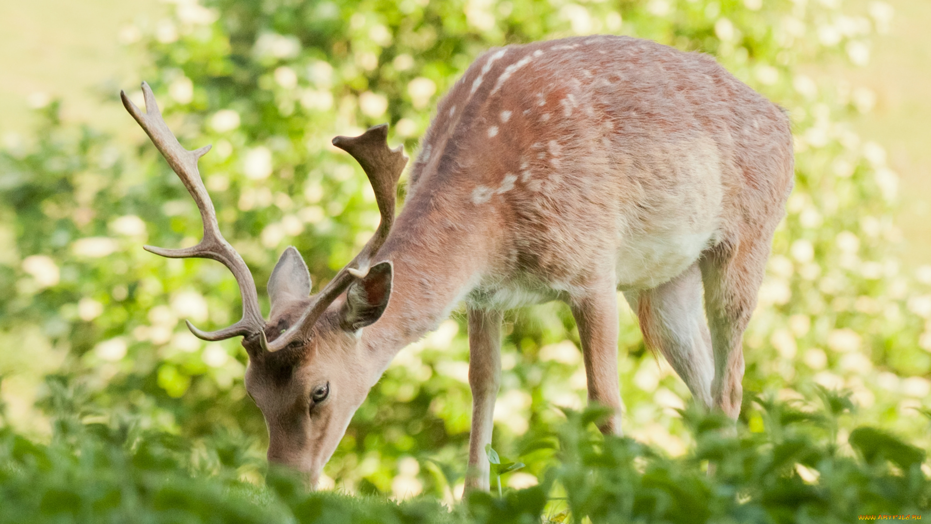 животные, олени, nba, баскетбол, спорт, рога, трава, дерево, земля