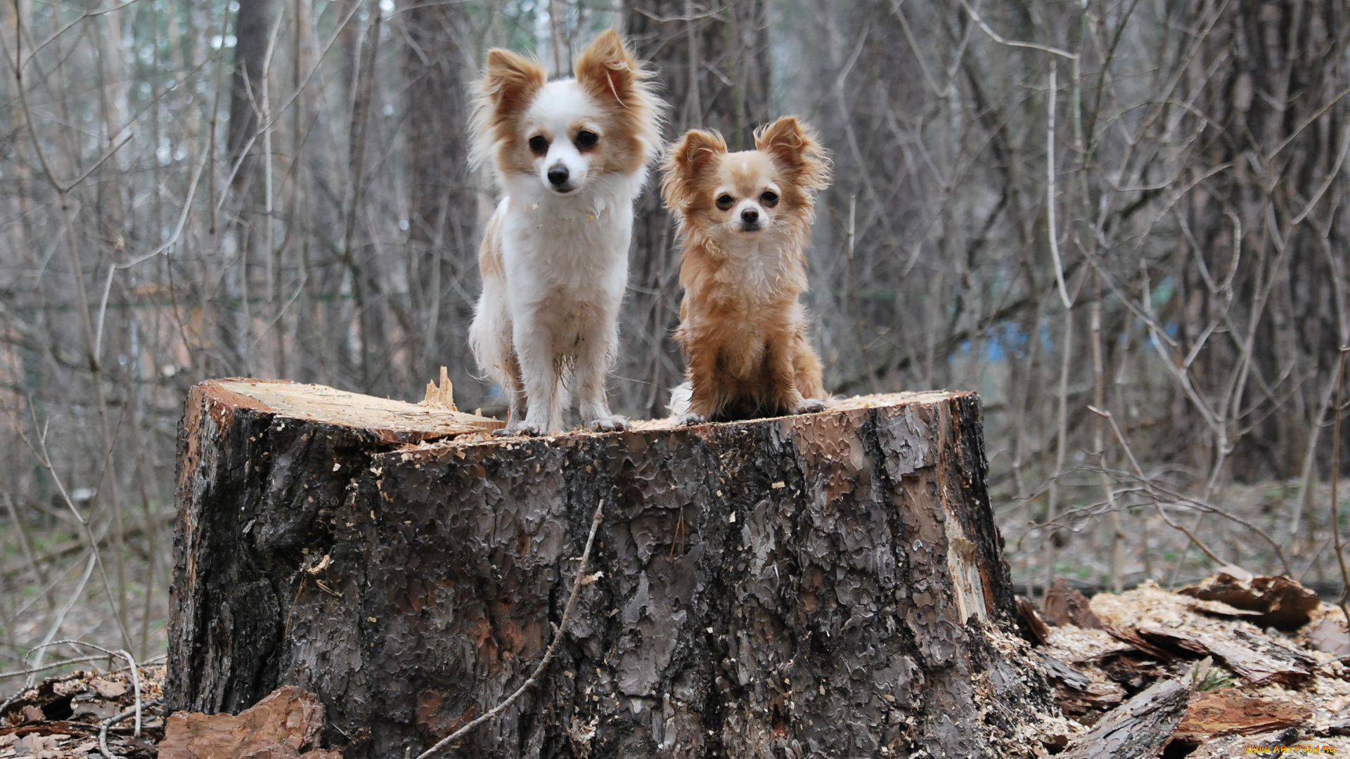 животные, собаки, бросок, баскетбол, nba, спорт, собачки, маленькие, пень, лес