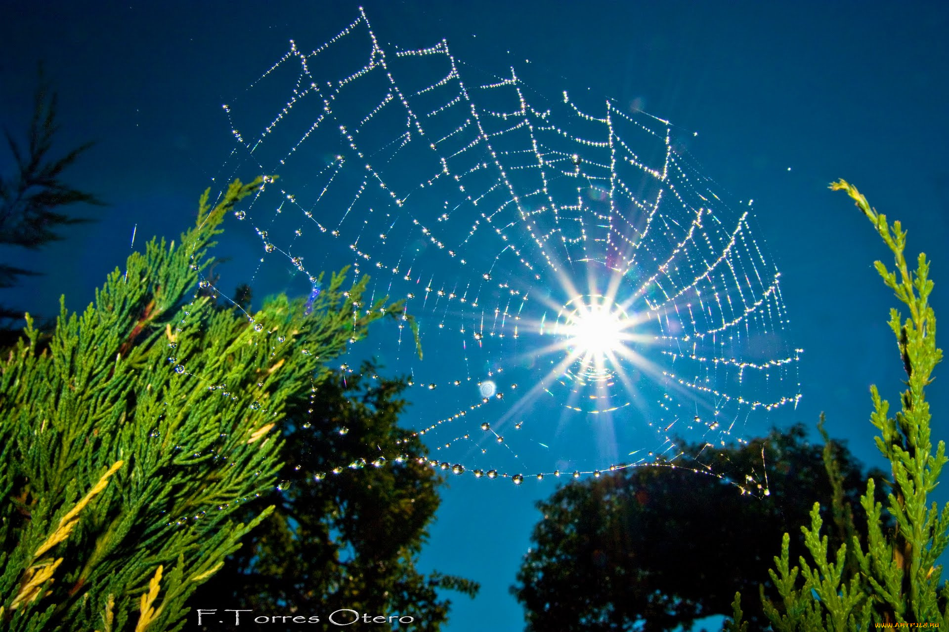 природа, макро, паутина