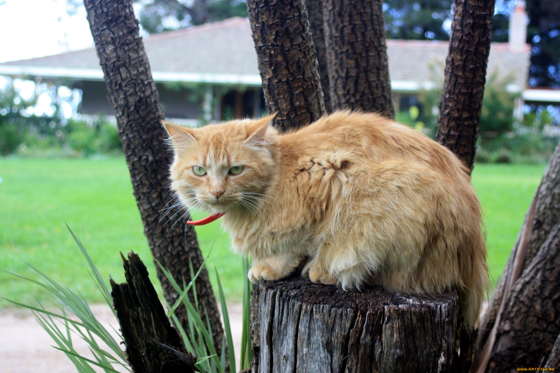 животные, коты, тёмный, абстракеция, рыжий