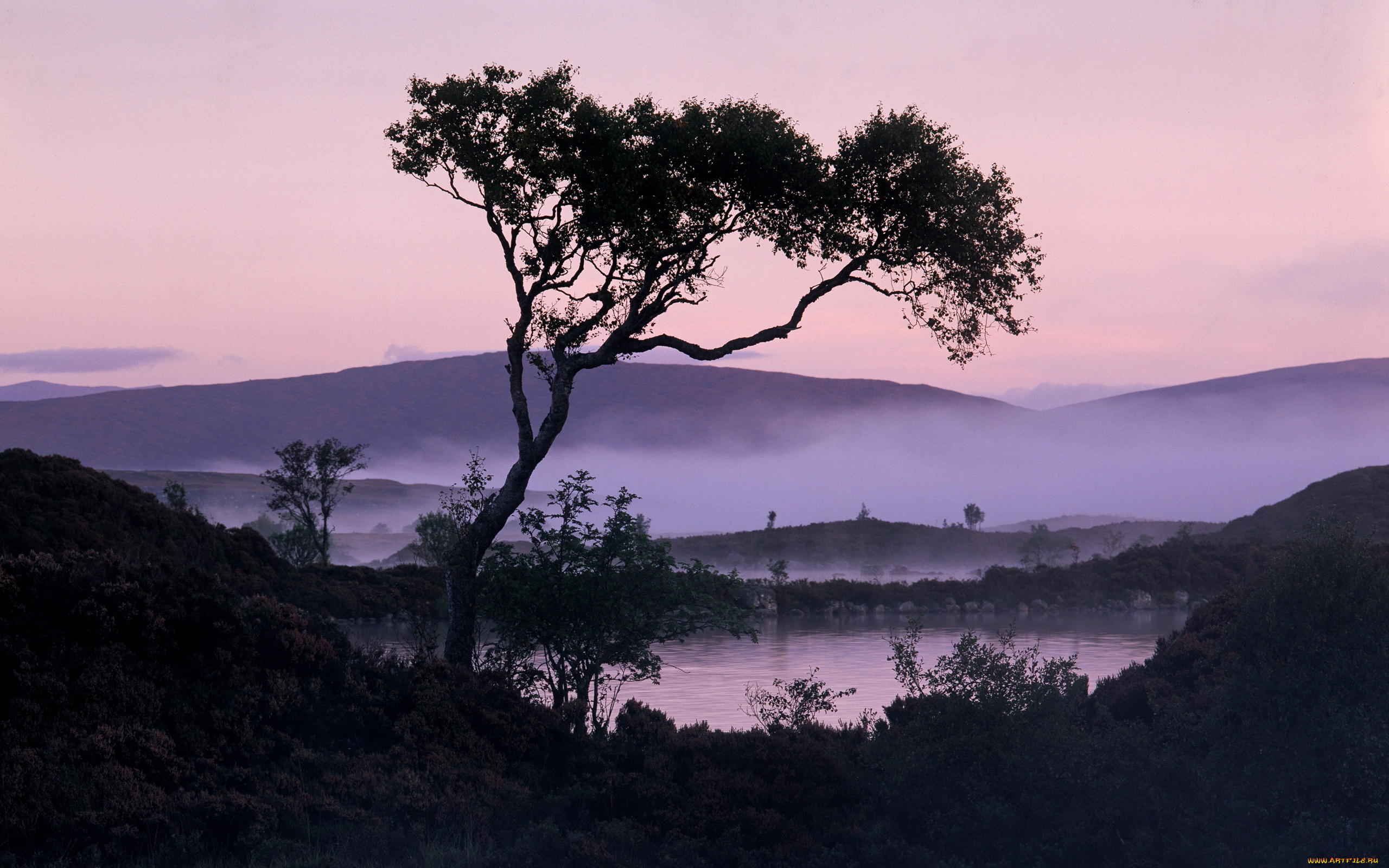 природа, деревья, дерево, небо, закат