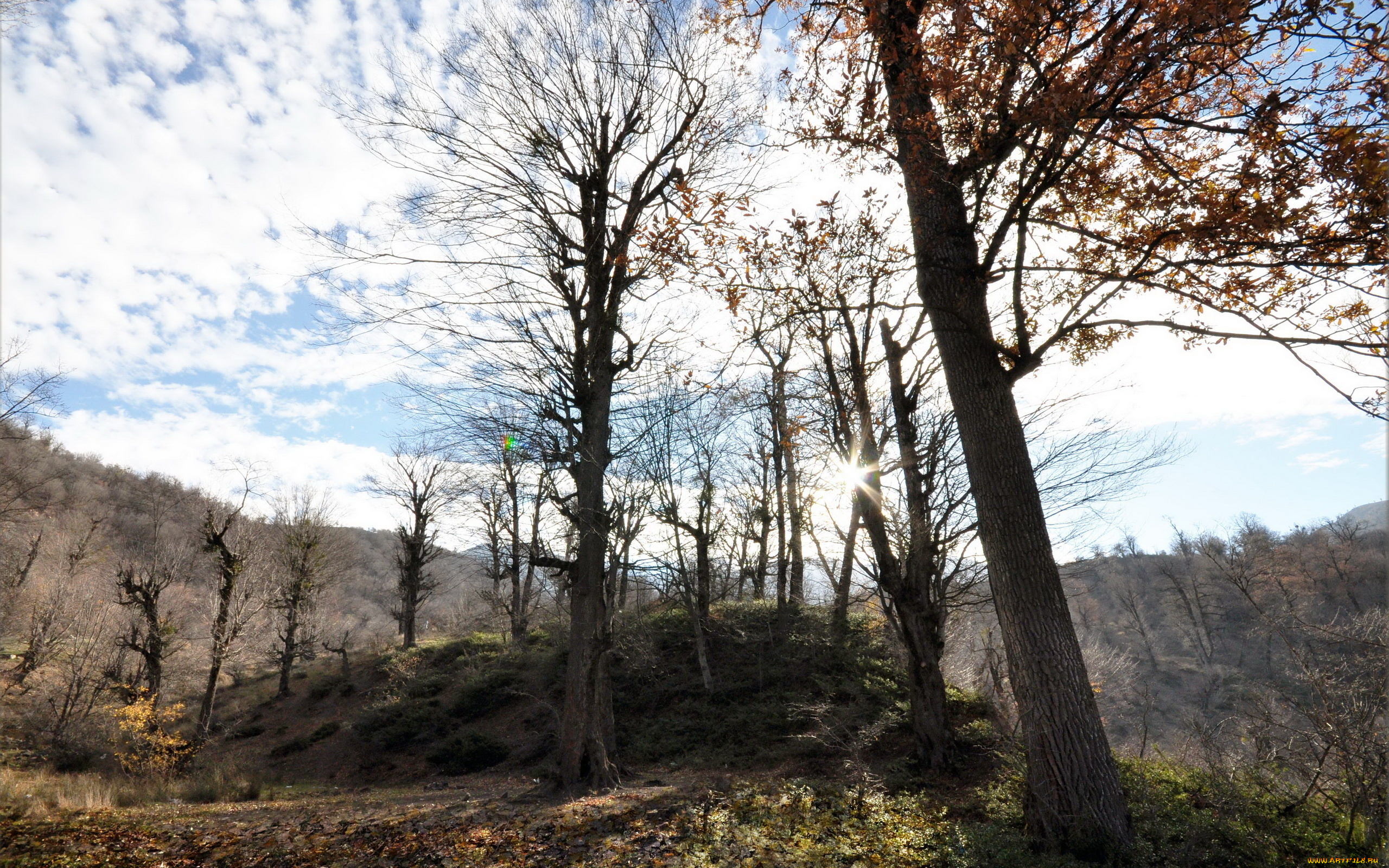 природа, деревья, лес