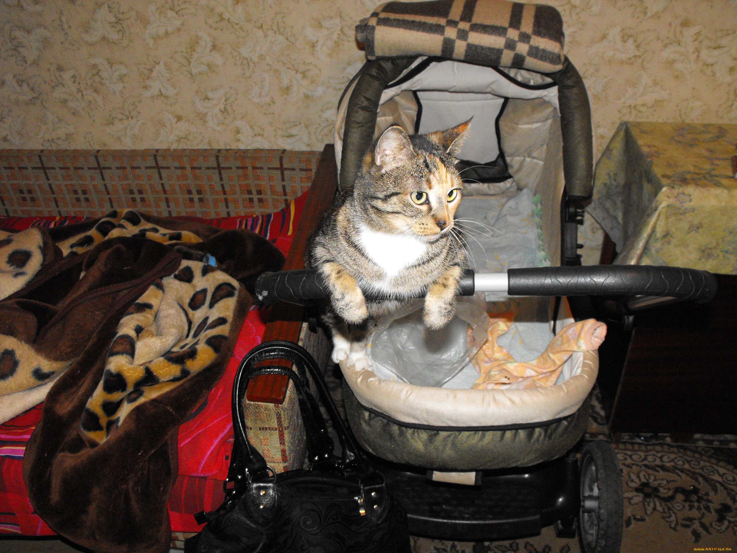 животные, коты, кошки