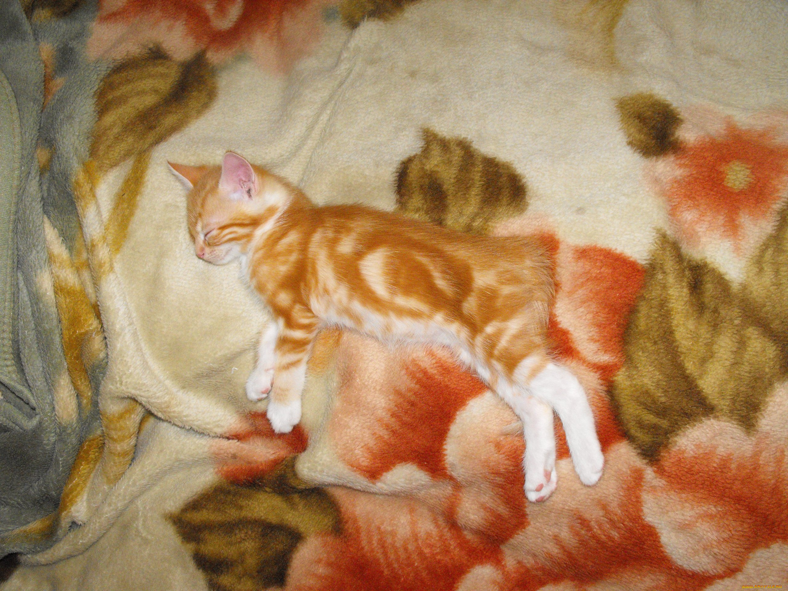 животные, коты, кошки