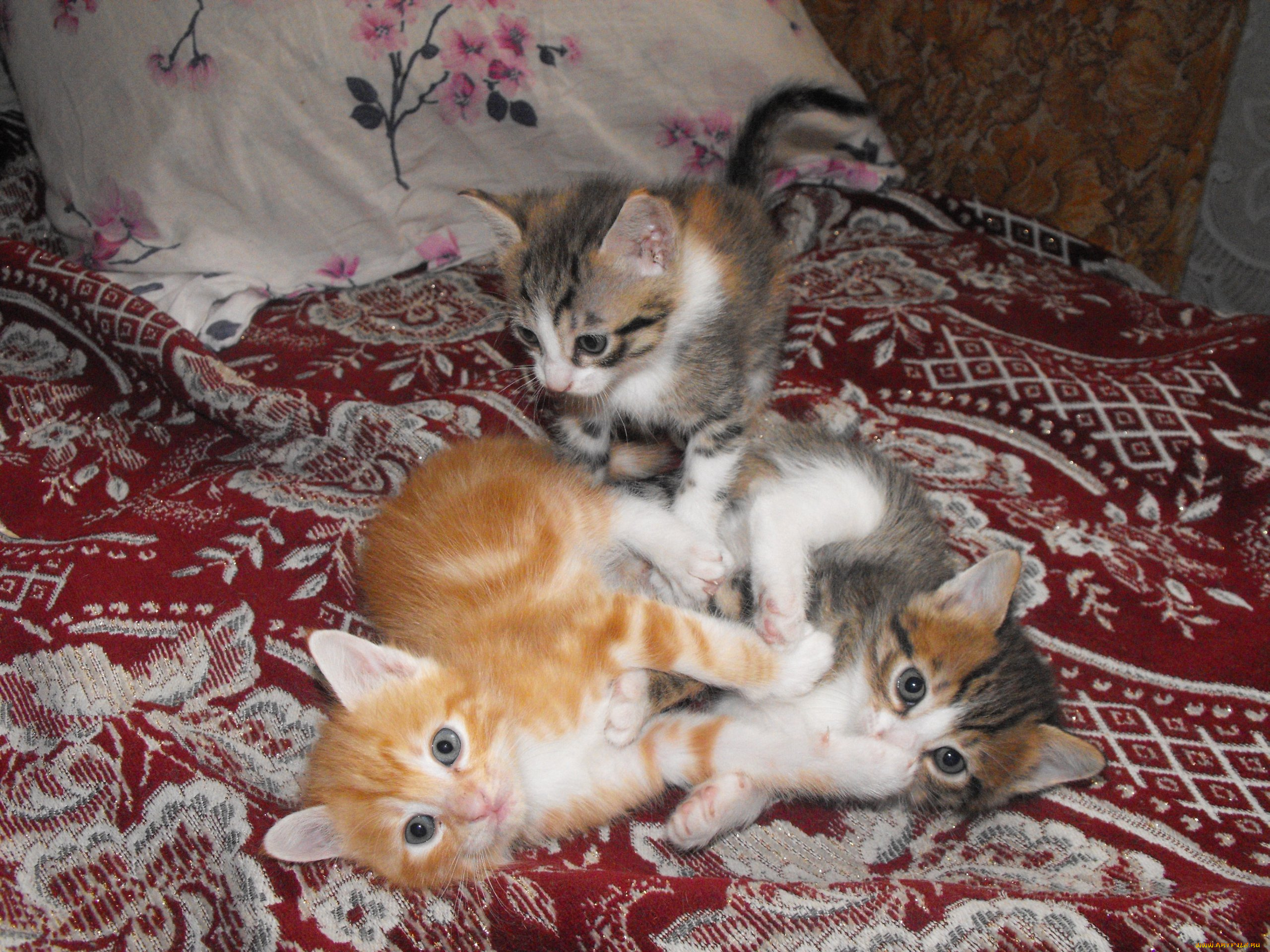 животные, коты, кошки